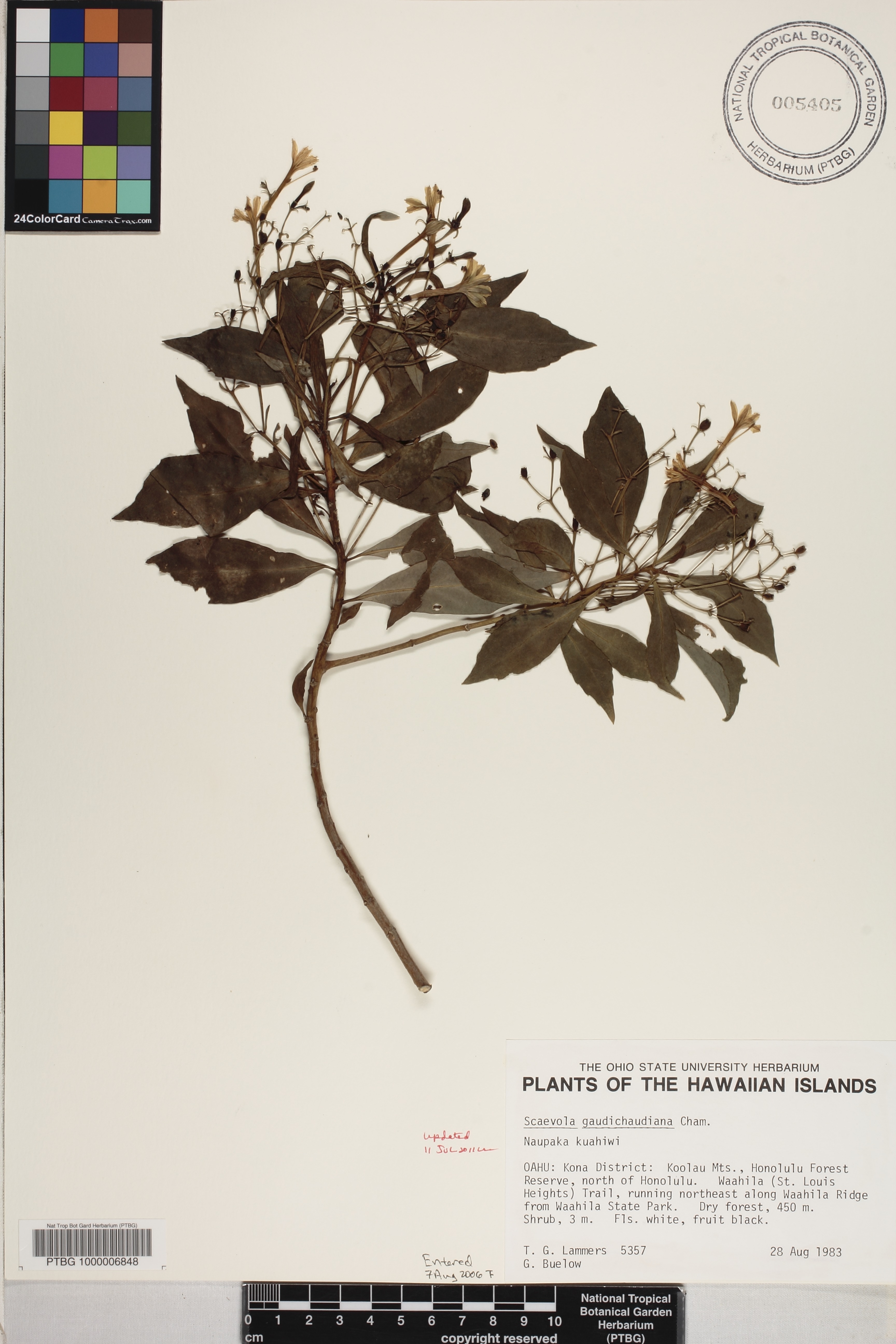 Scaevola gaudichaudiana image