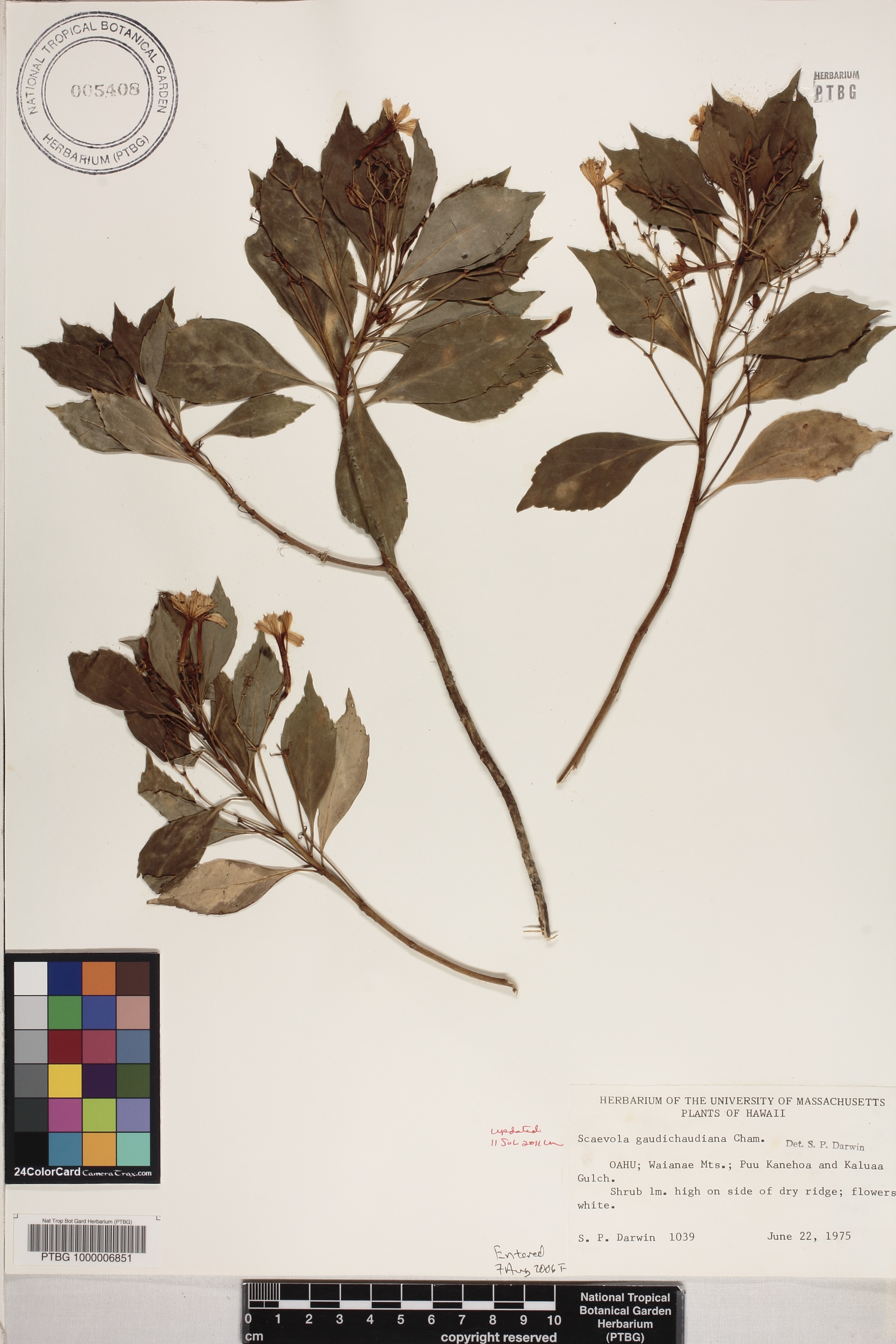 Scaevola gaudichaudiana image