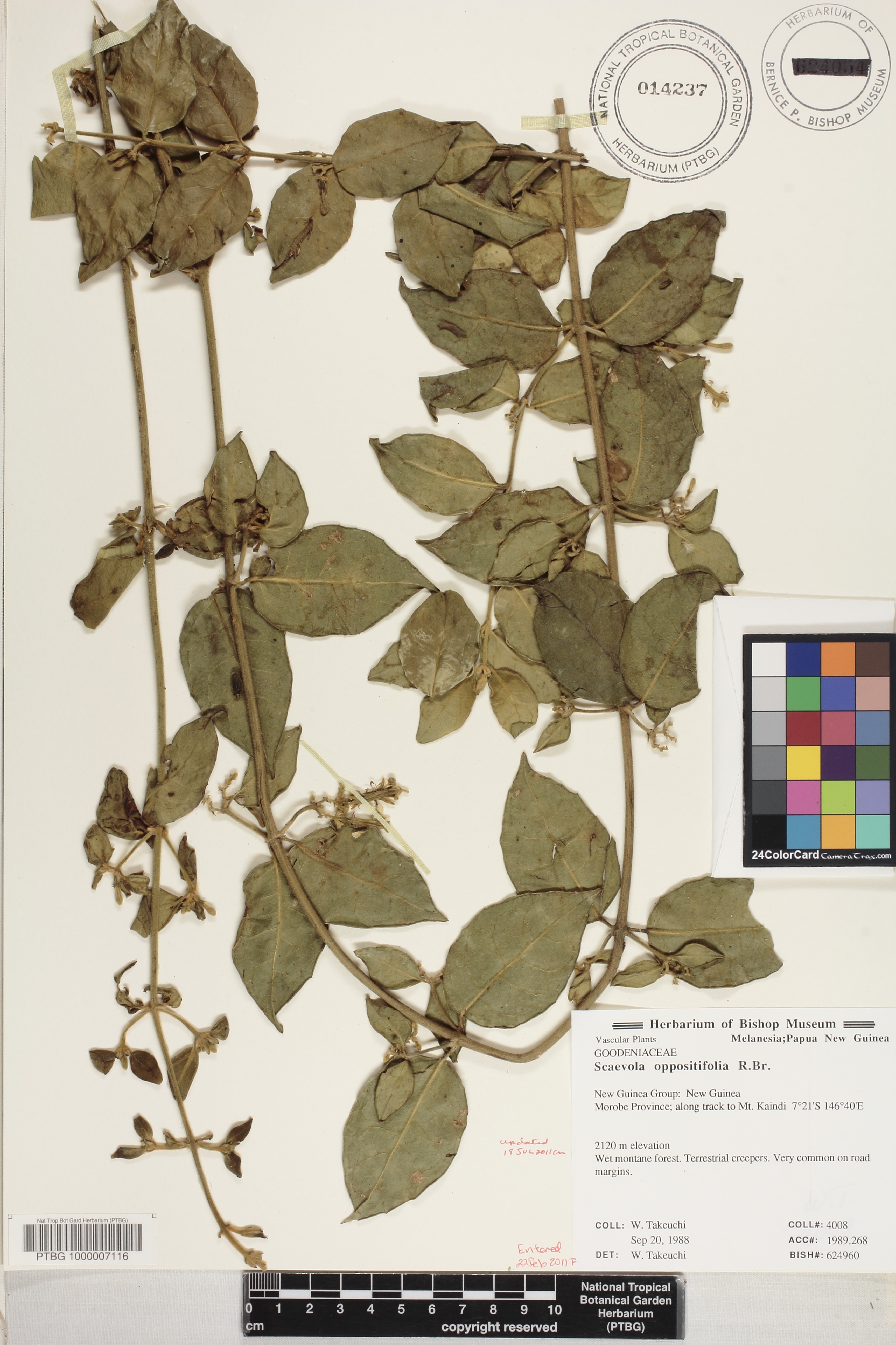 Scaevola oppositifolia image