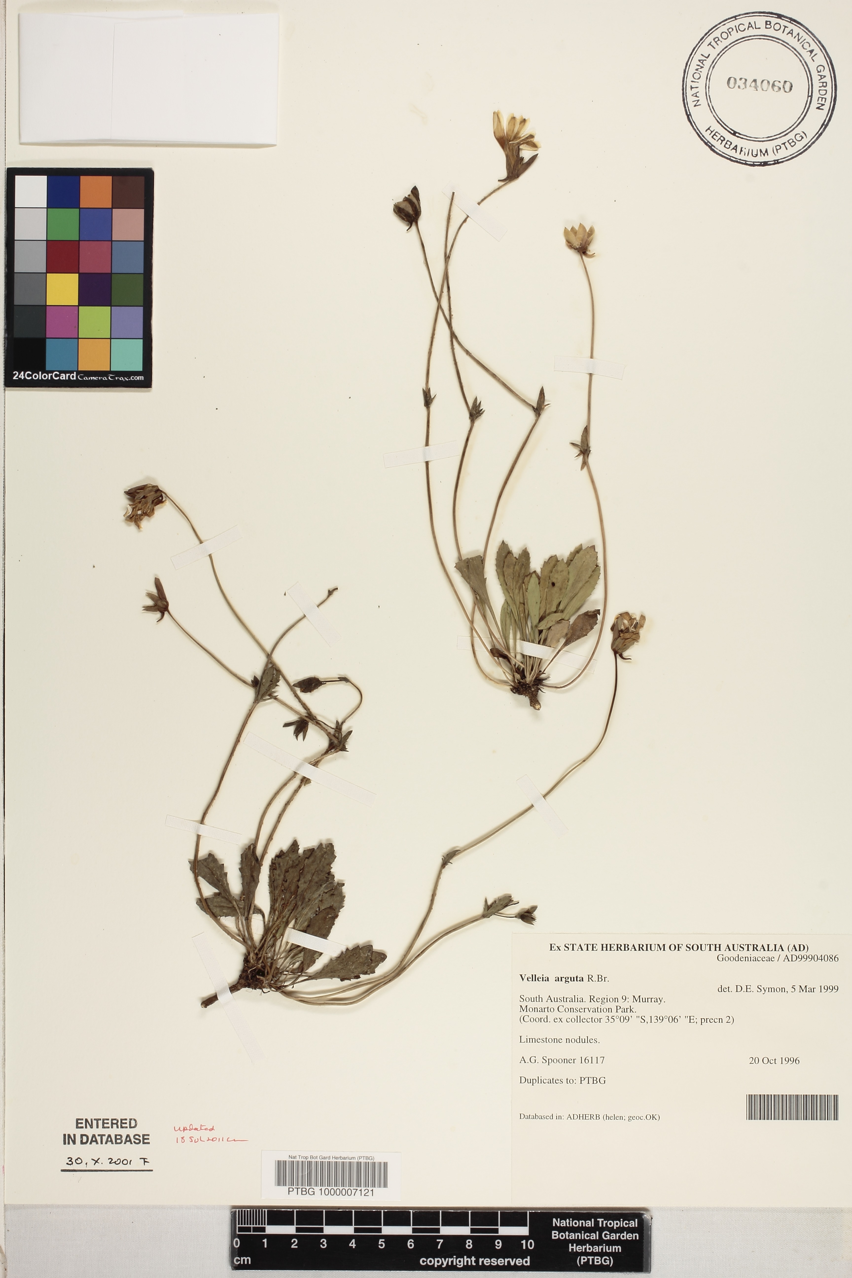 Goodenia arguta image