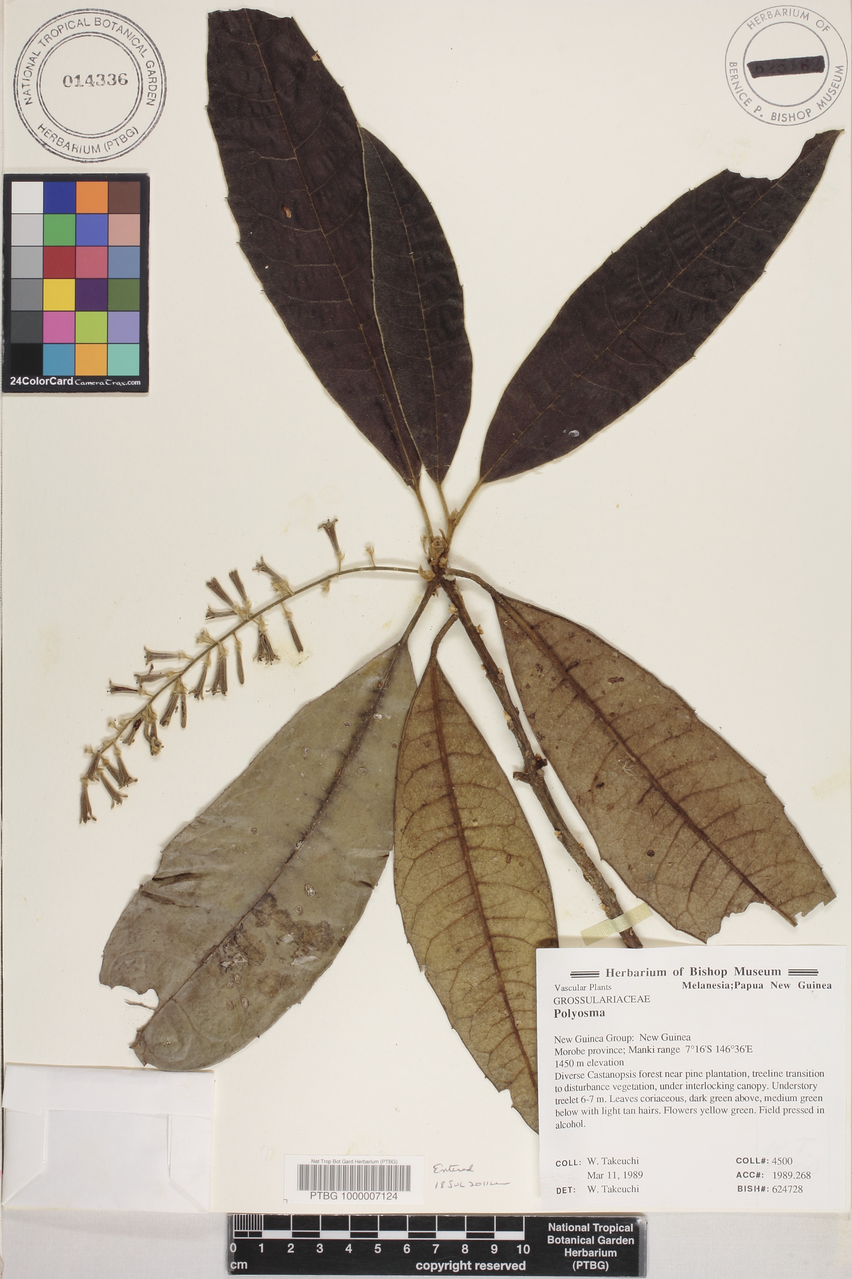 Polyosma image