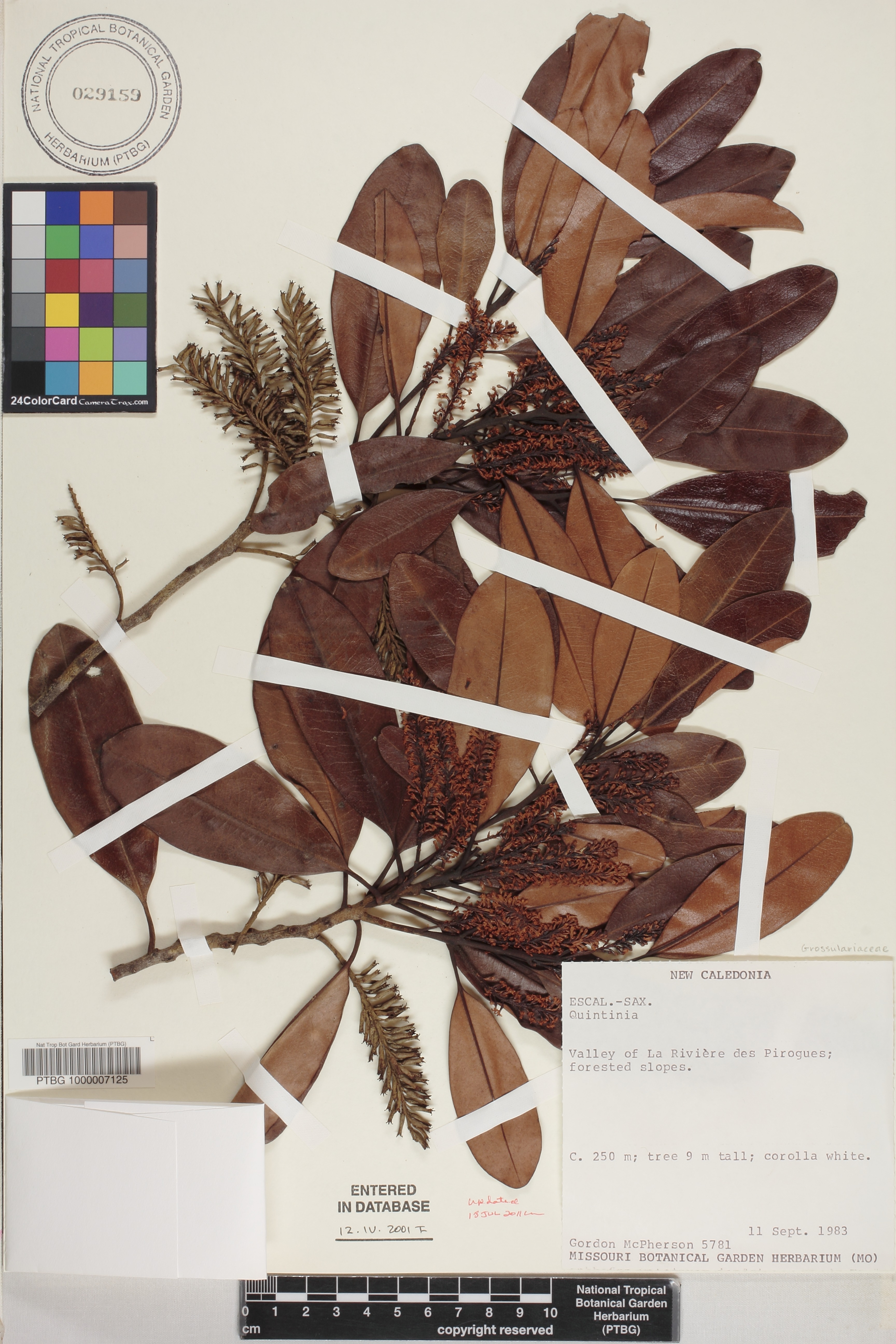 Quintinia image