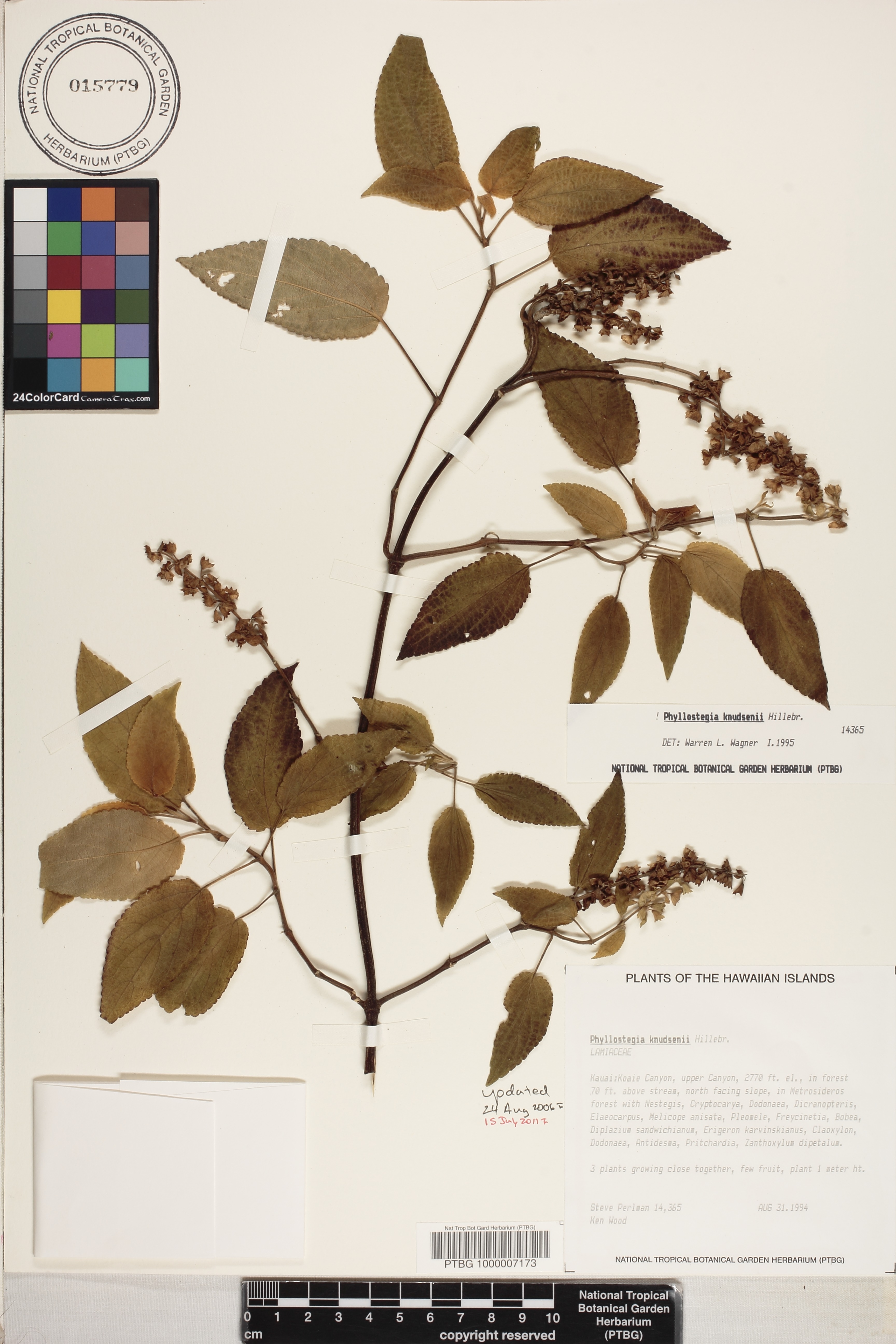 Phyllostegia knudsenii image