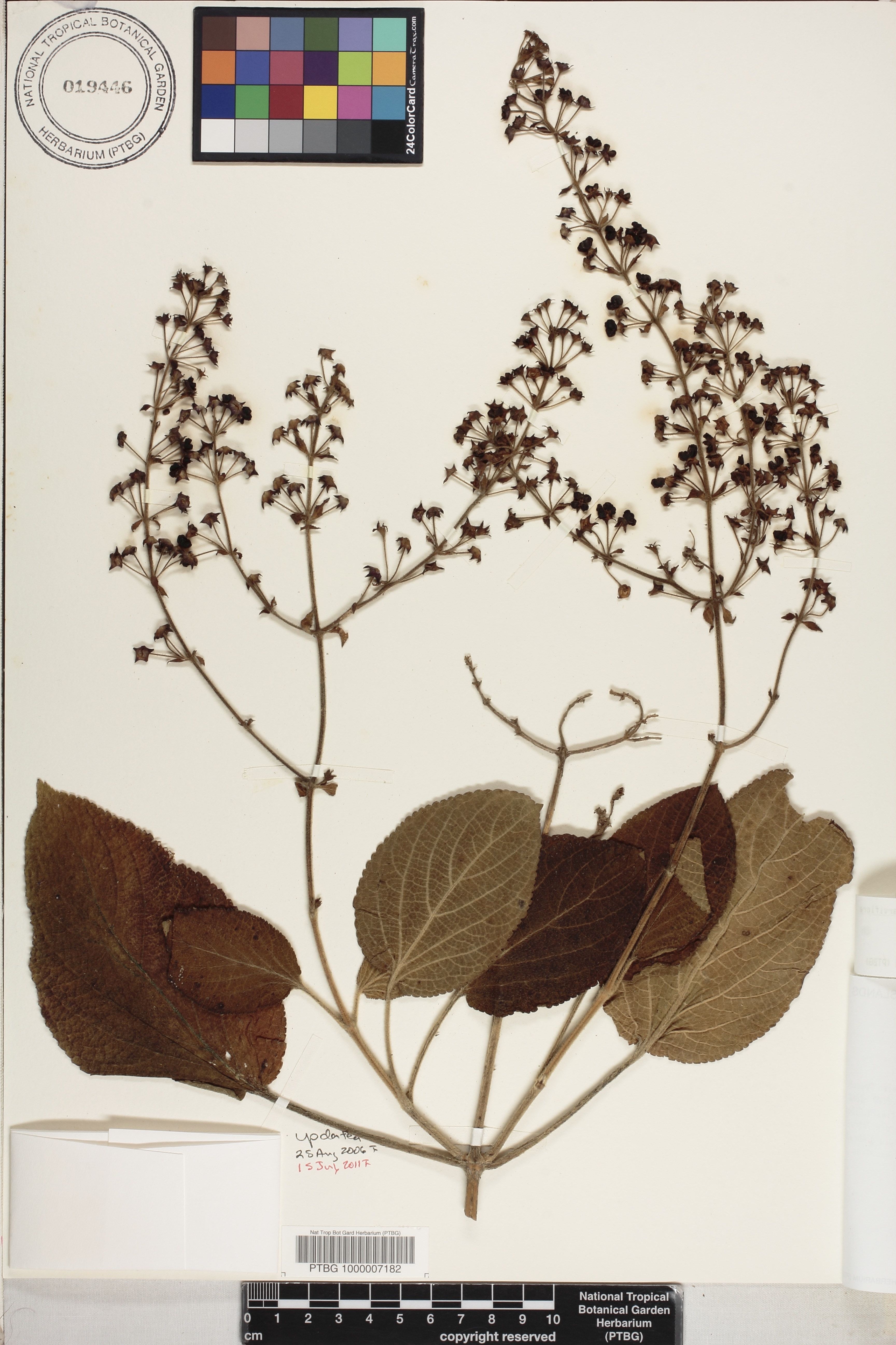 Phyllostegia parviflora var. parviflora image