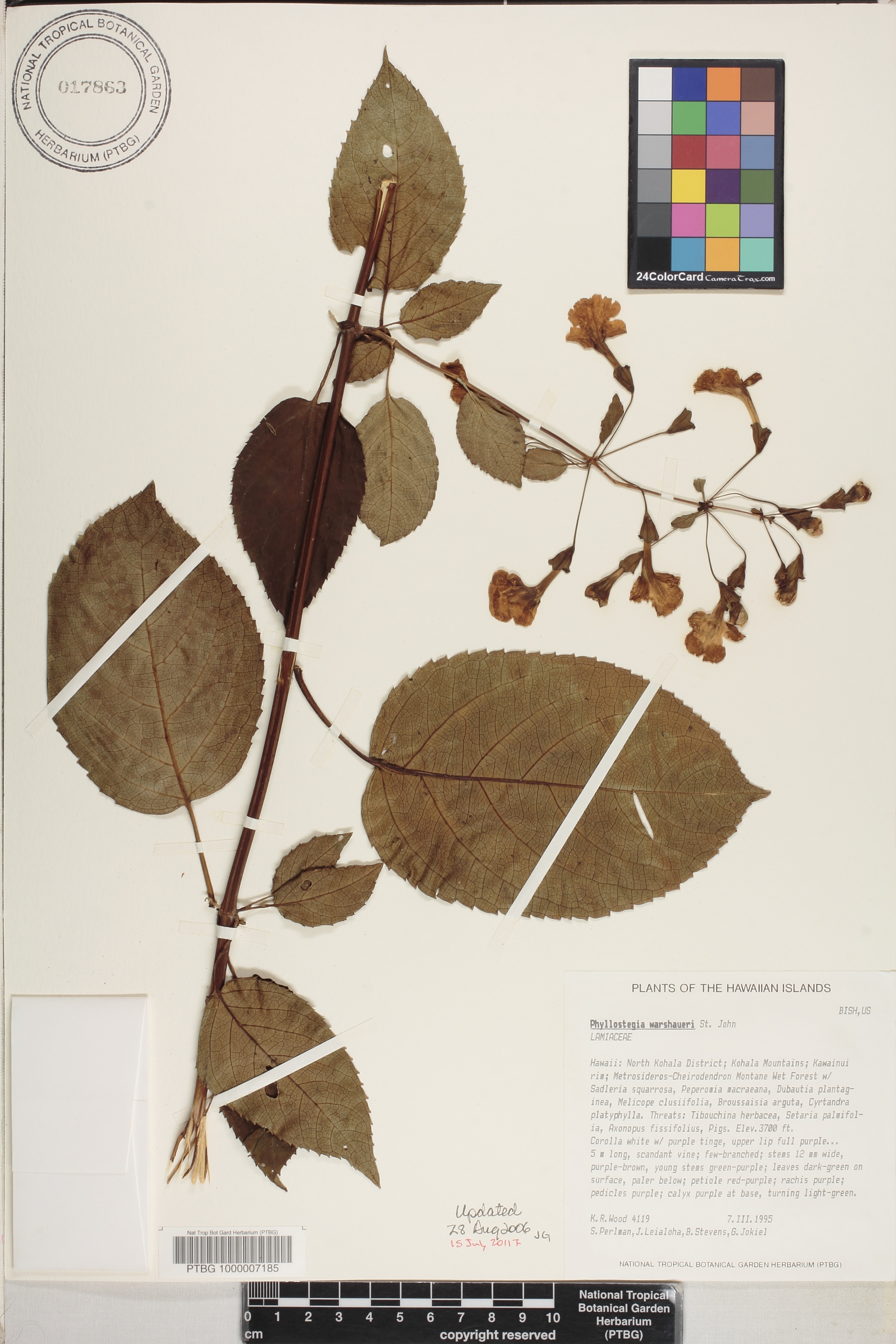 Phyllostegia image