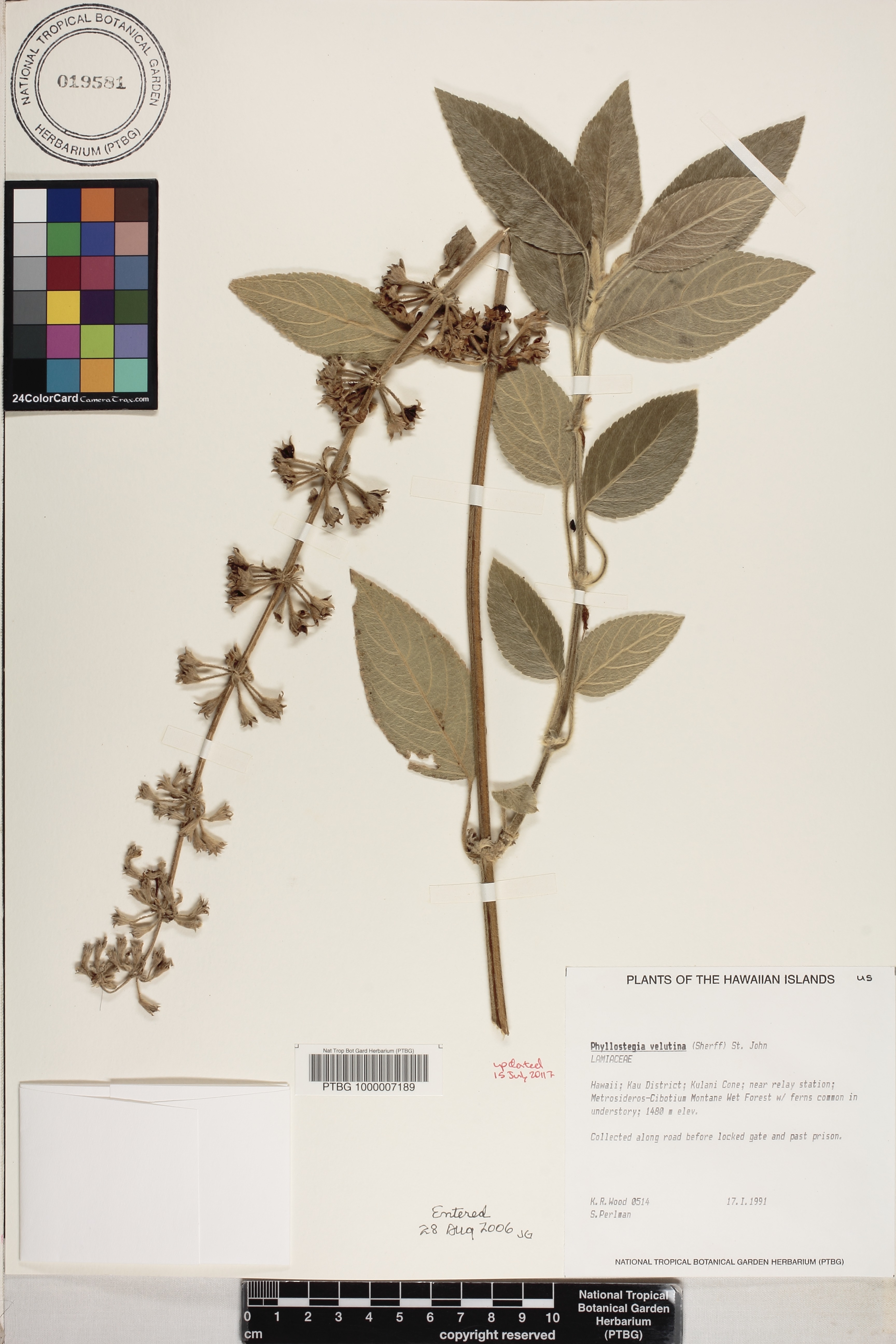 Phyllostegia velutina image