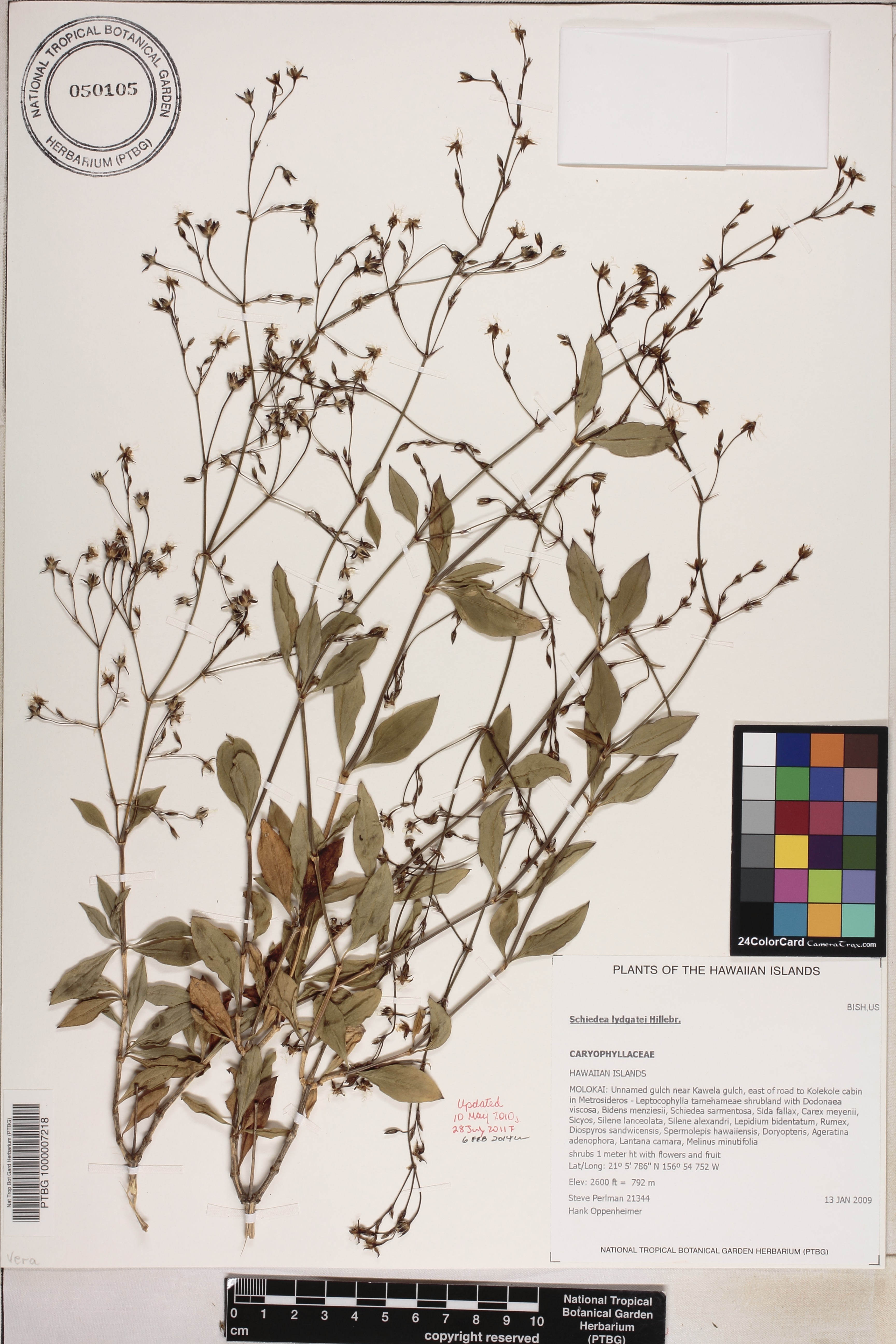 Schiedea lydgatei image