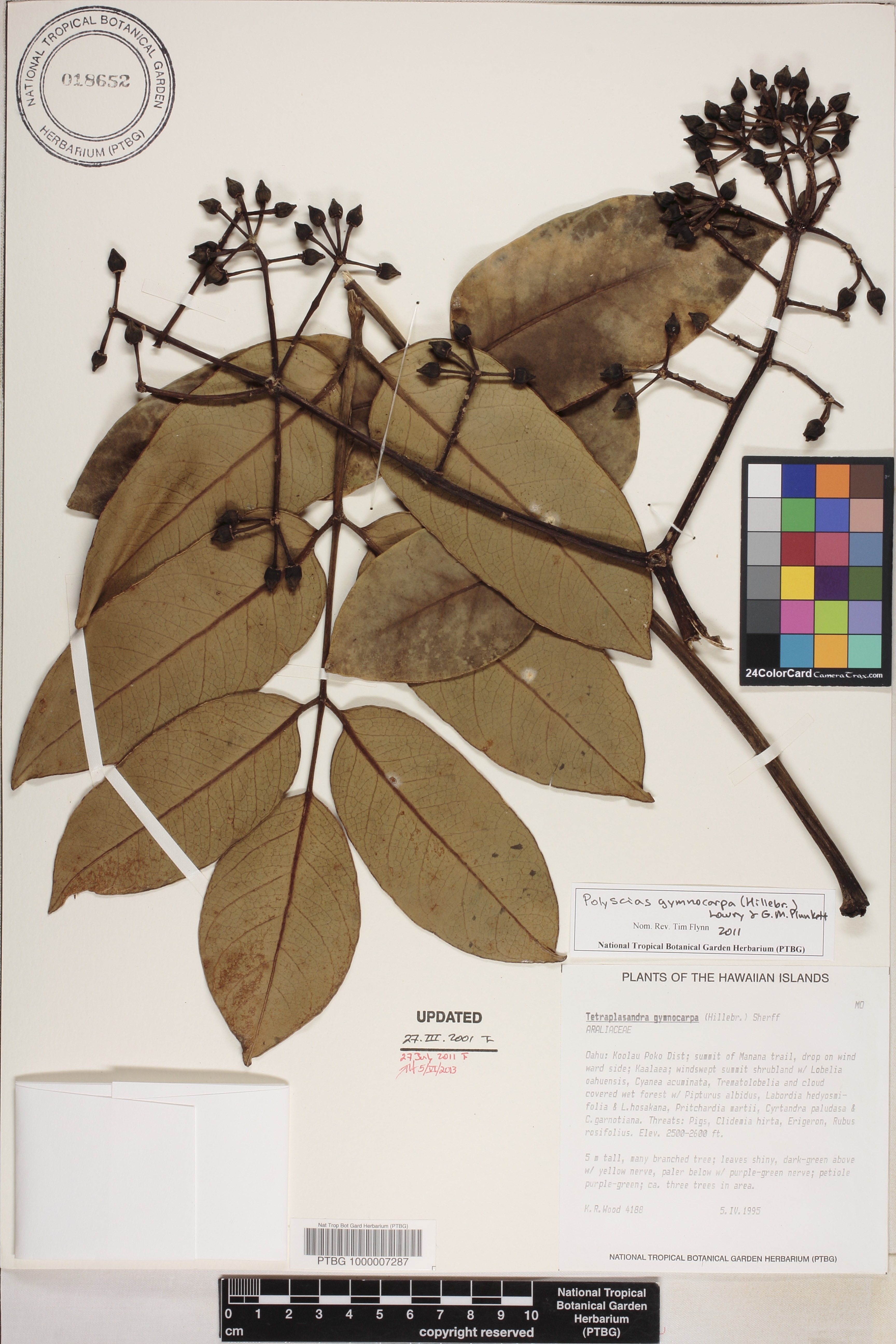 Polyscias gymnocarpa image