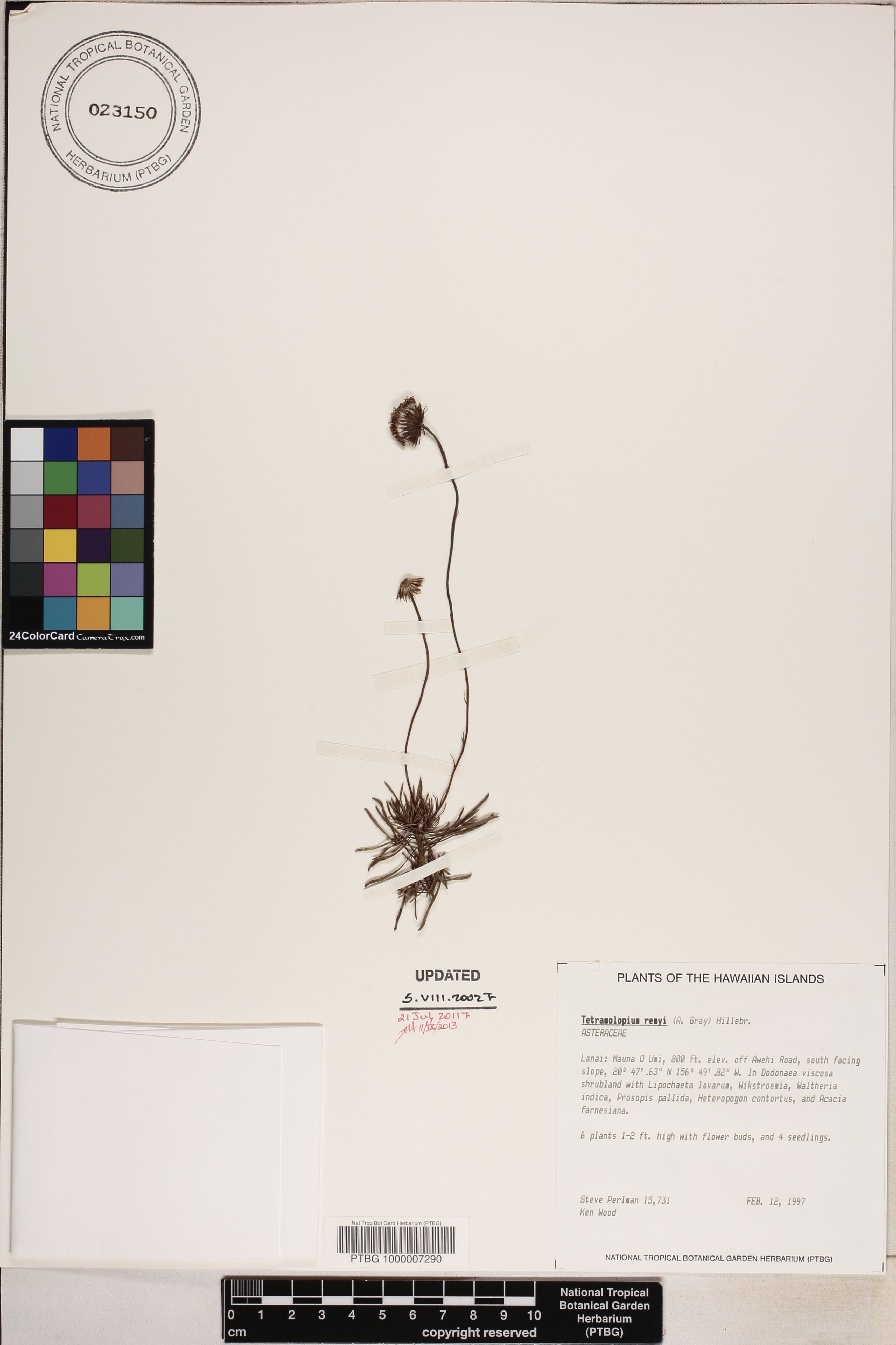 Tetramolopium remyi image