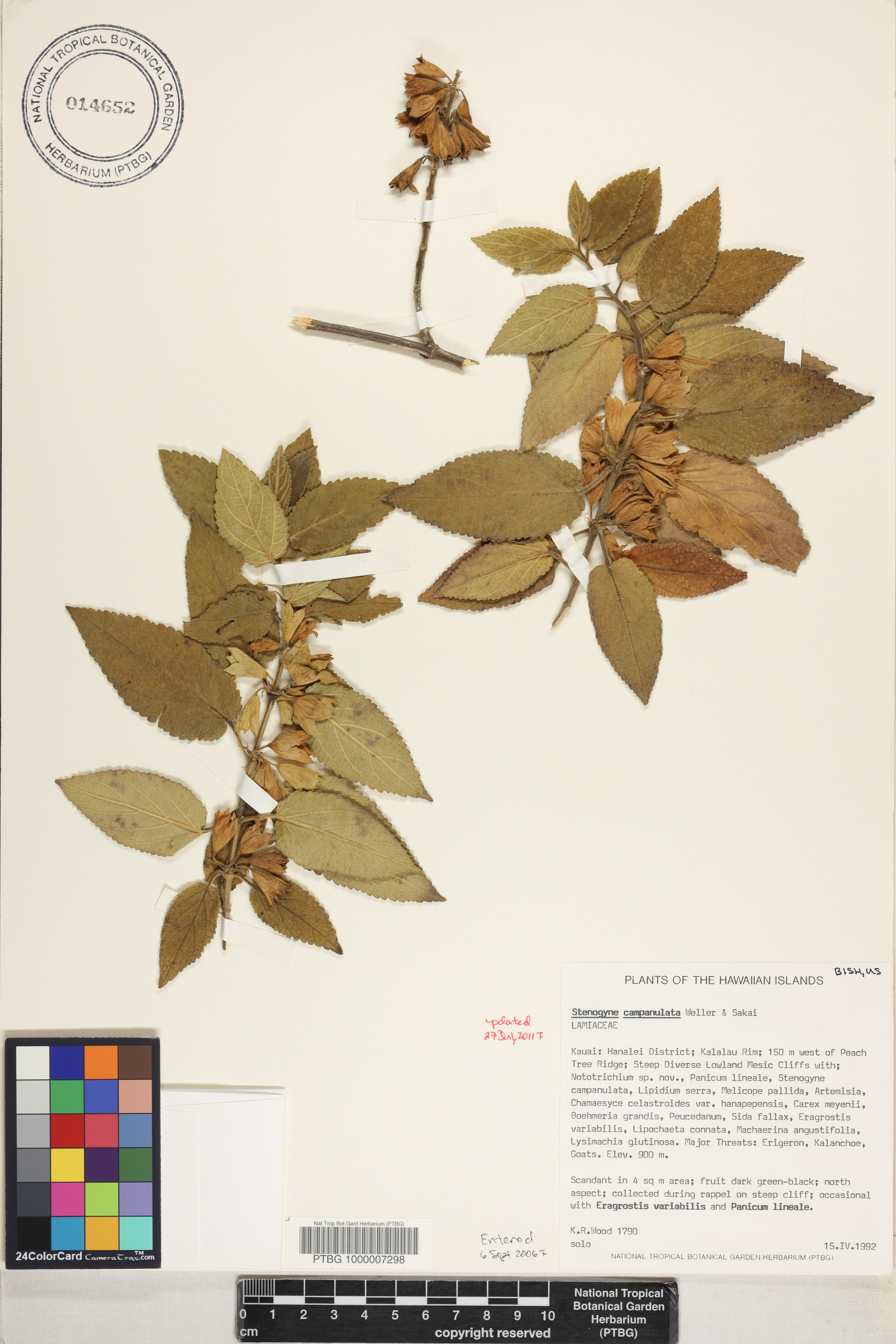 Stenogyne campanulata image