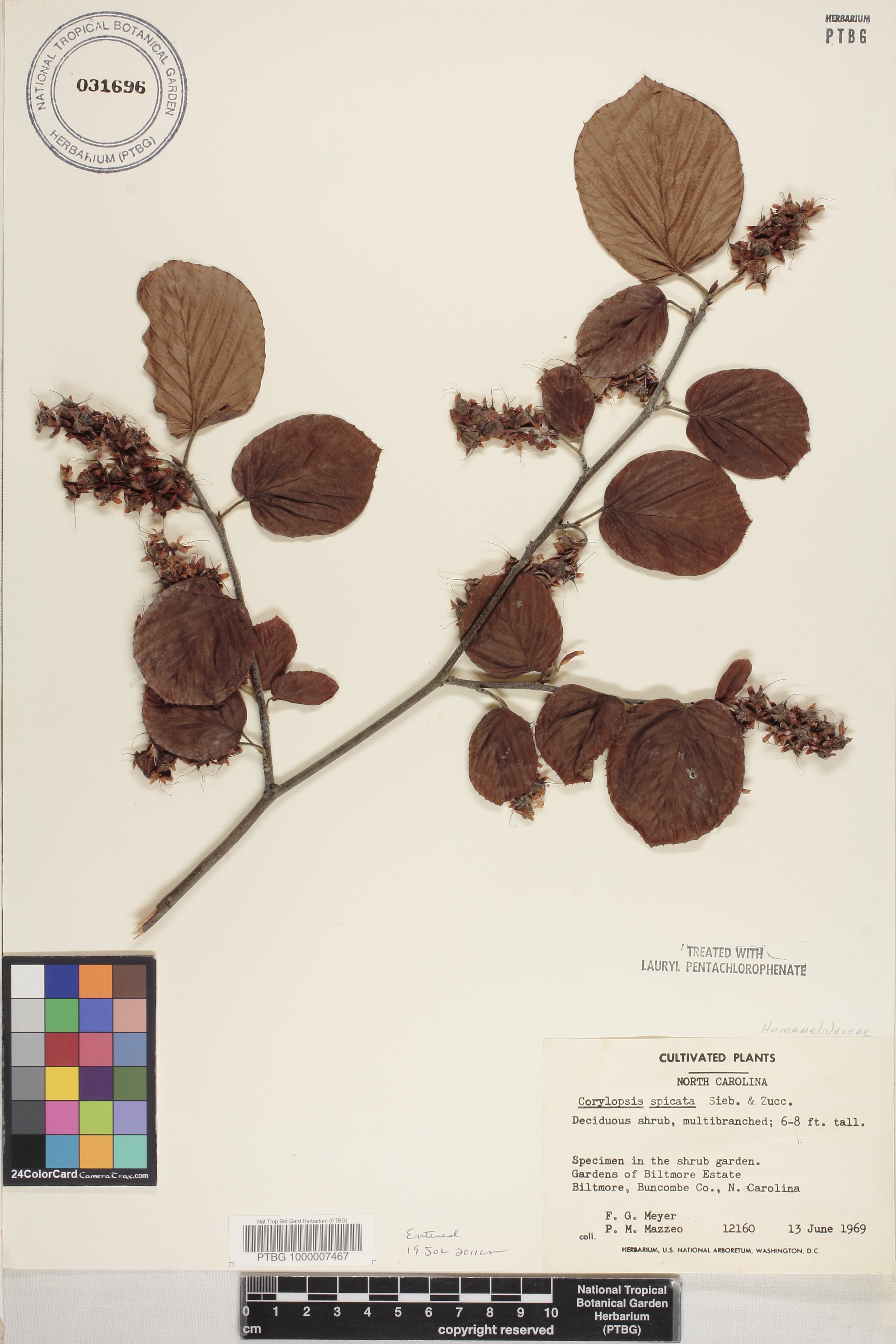 Corylopsis spicata image