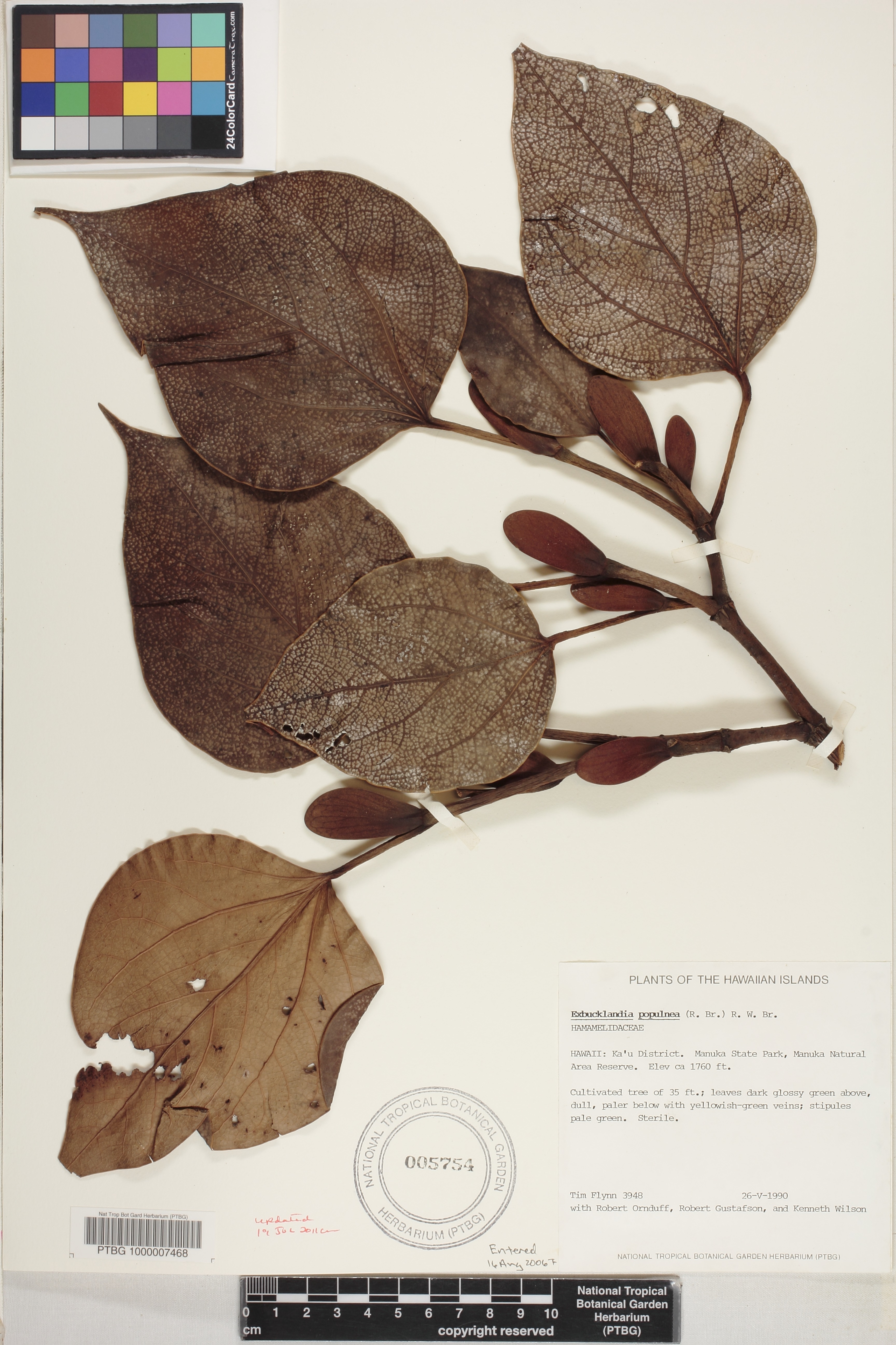 Exbucklandia populnea image