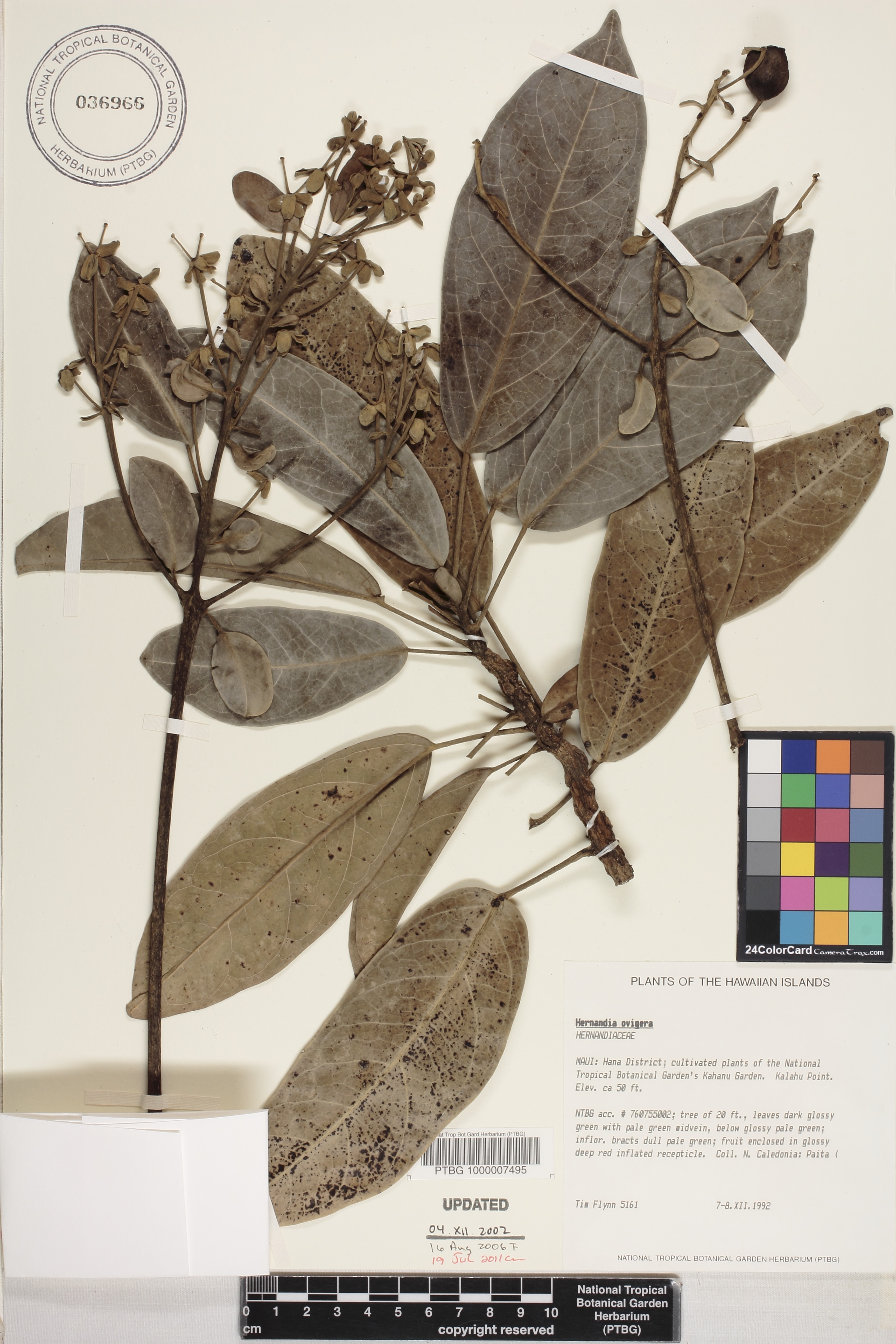 Hernandia ovigera image