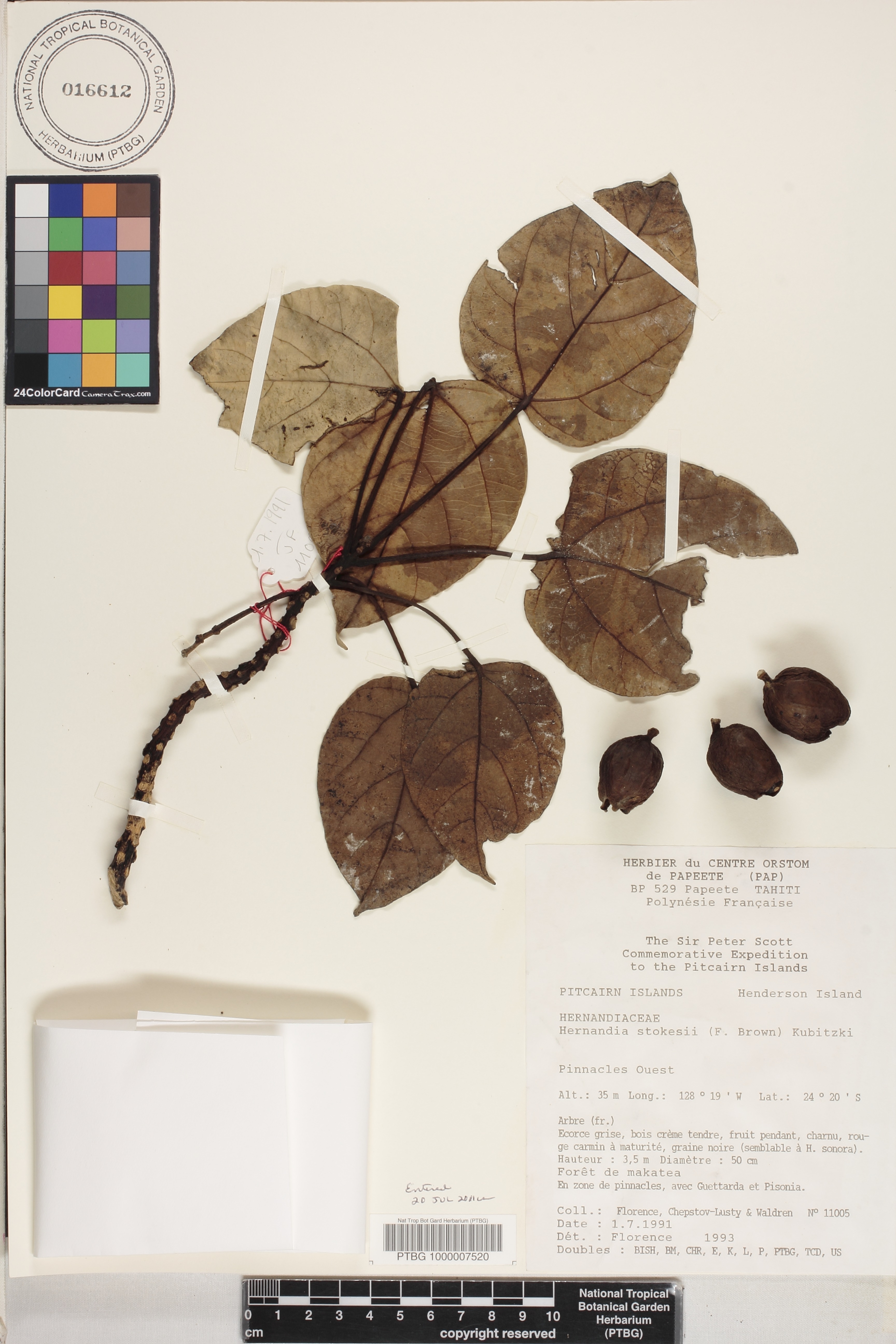 Hernandia ovigera subsp. stokesii image