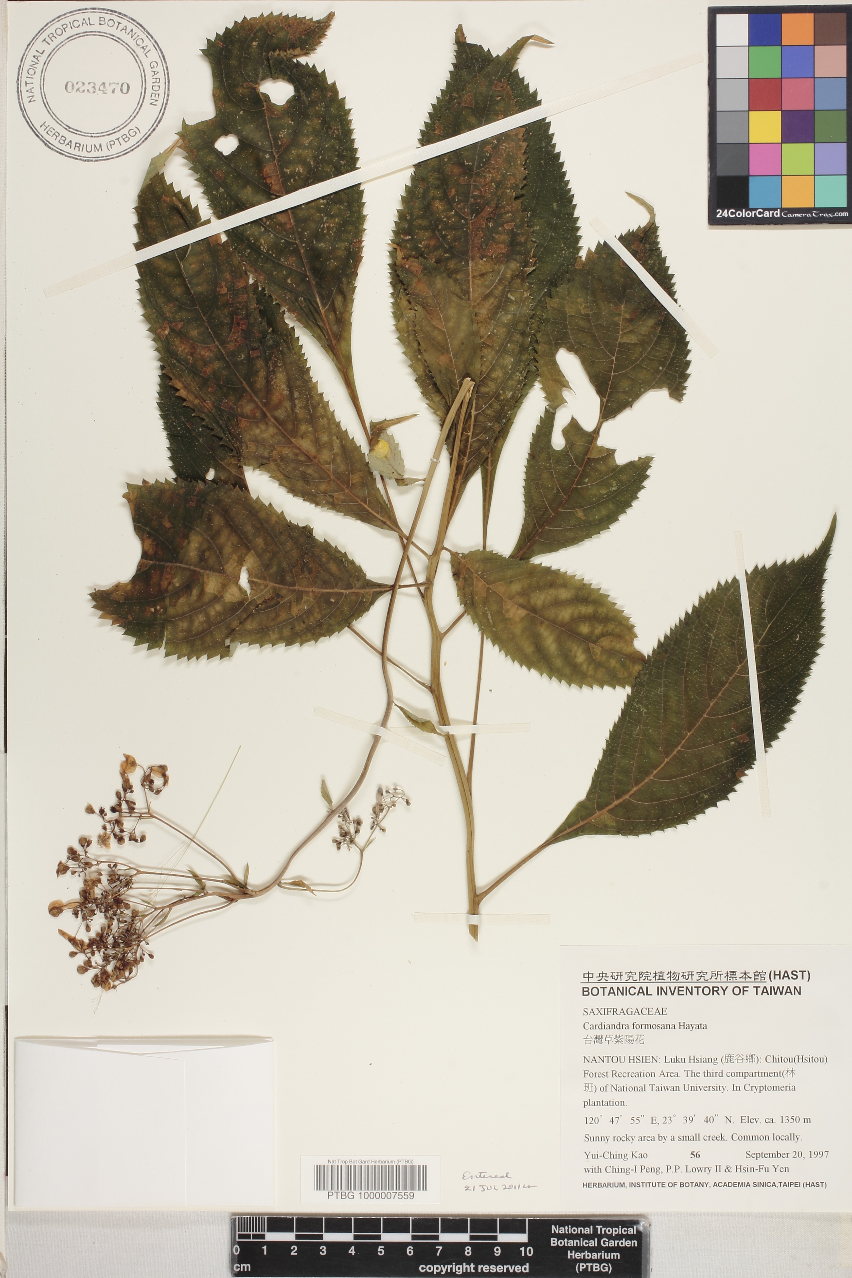 Hydrangea formosana image