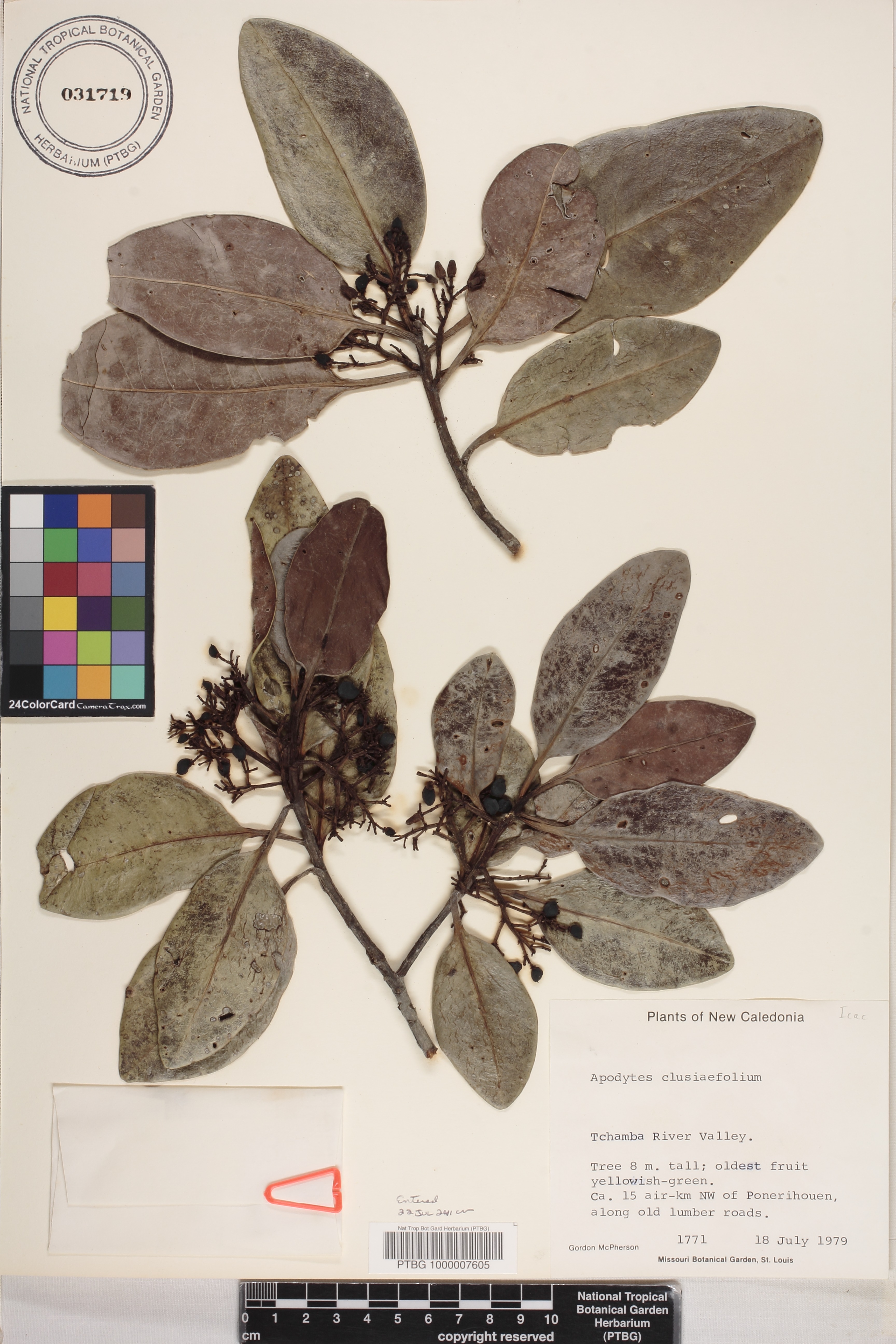 Apodytes clusiifolia image