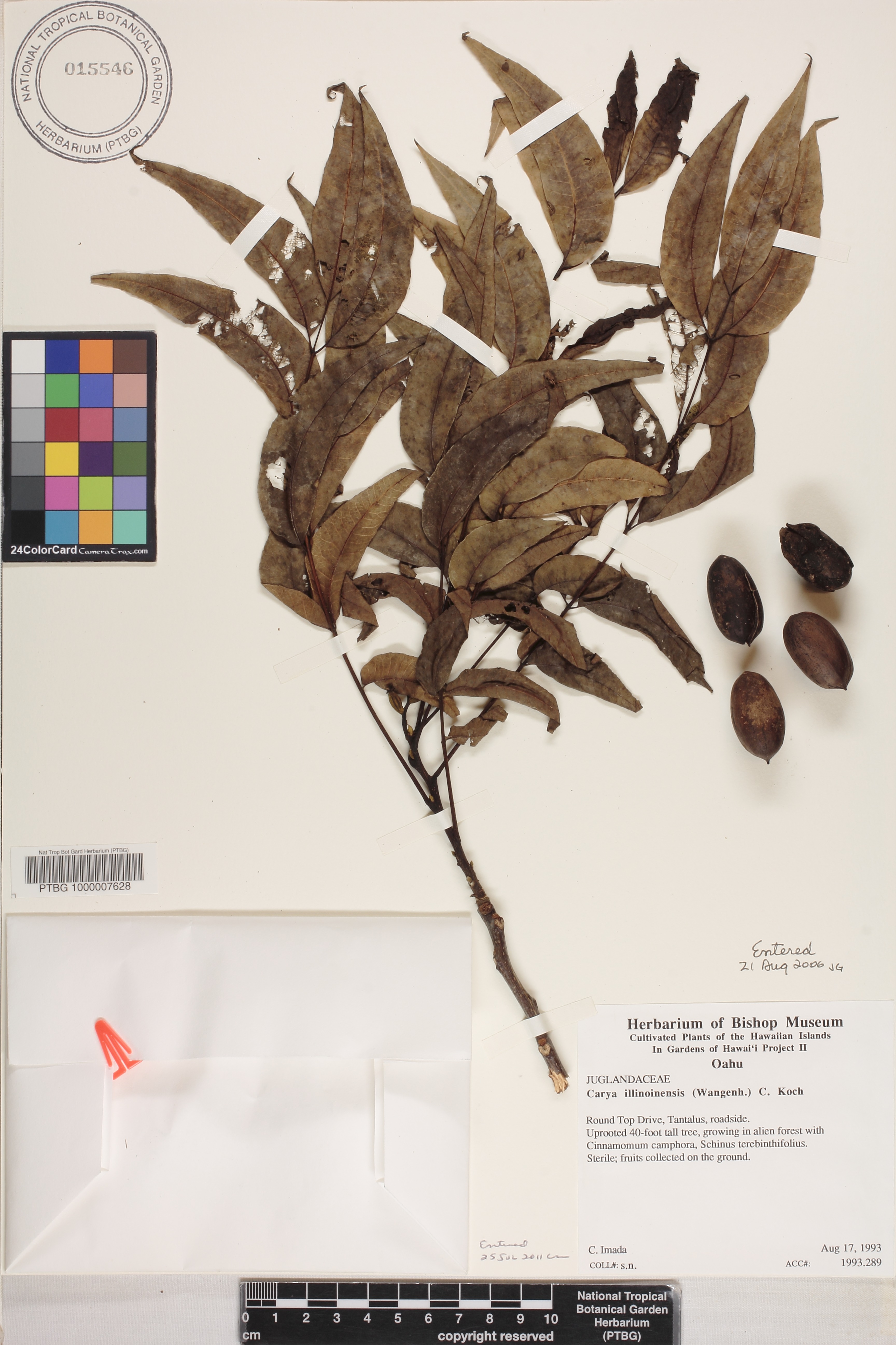 Carya illinoinensis image