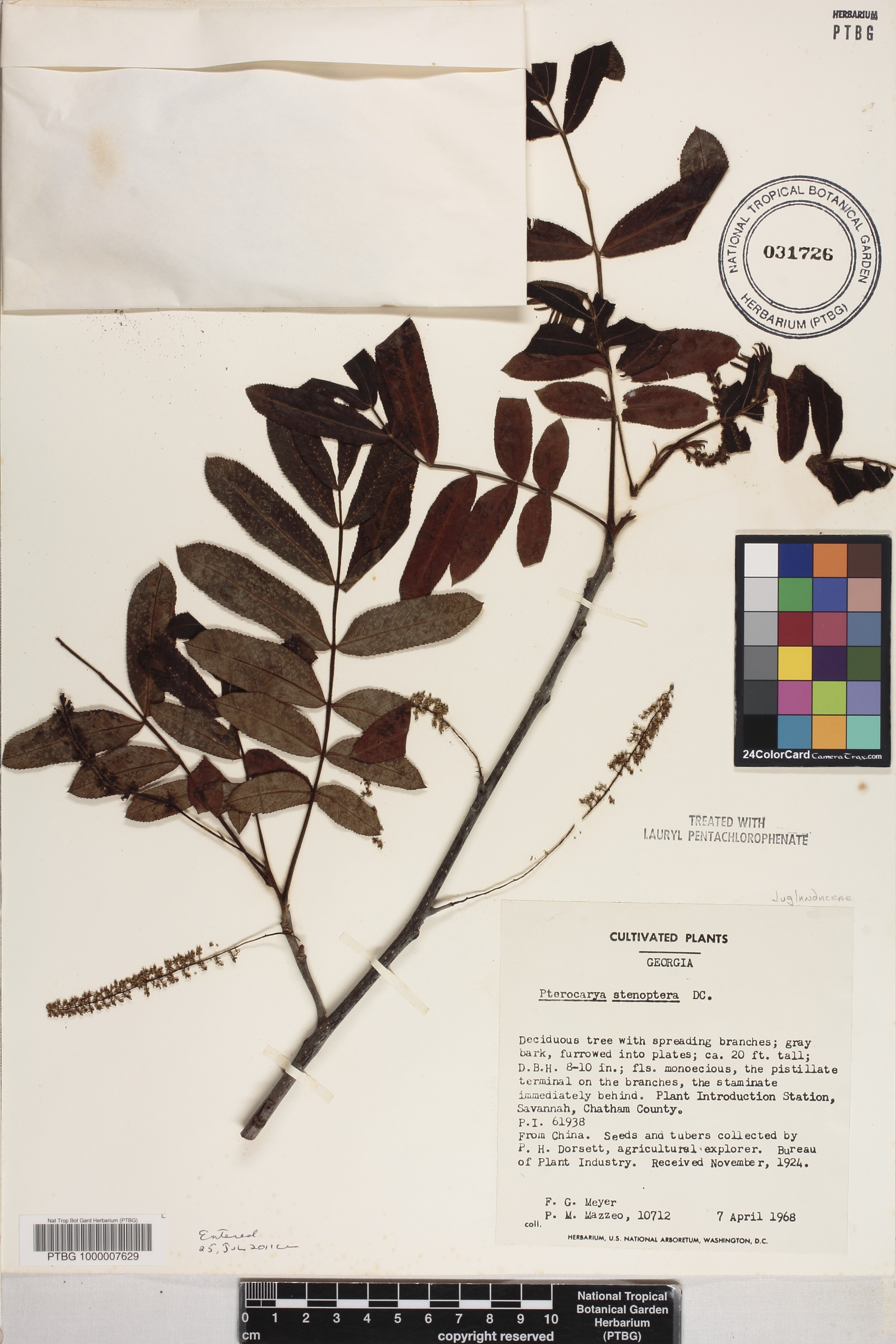 Pterocarya stenoptera image