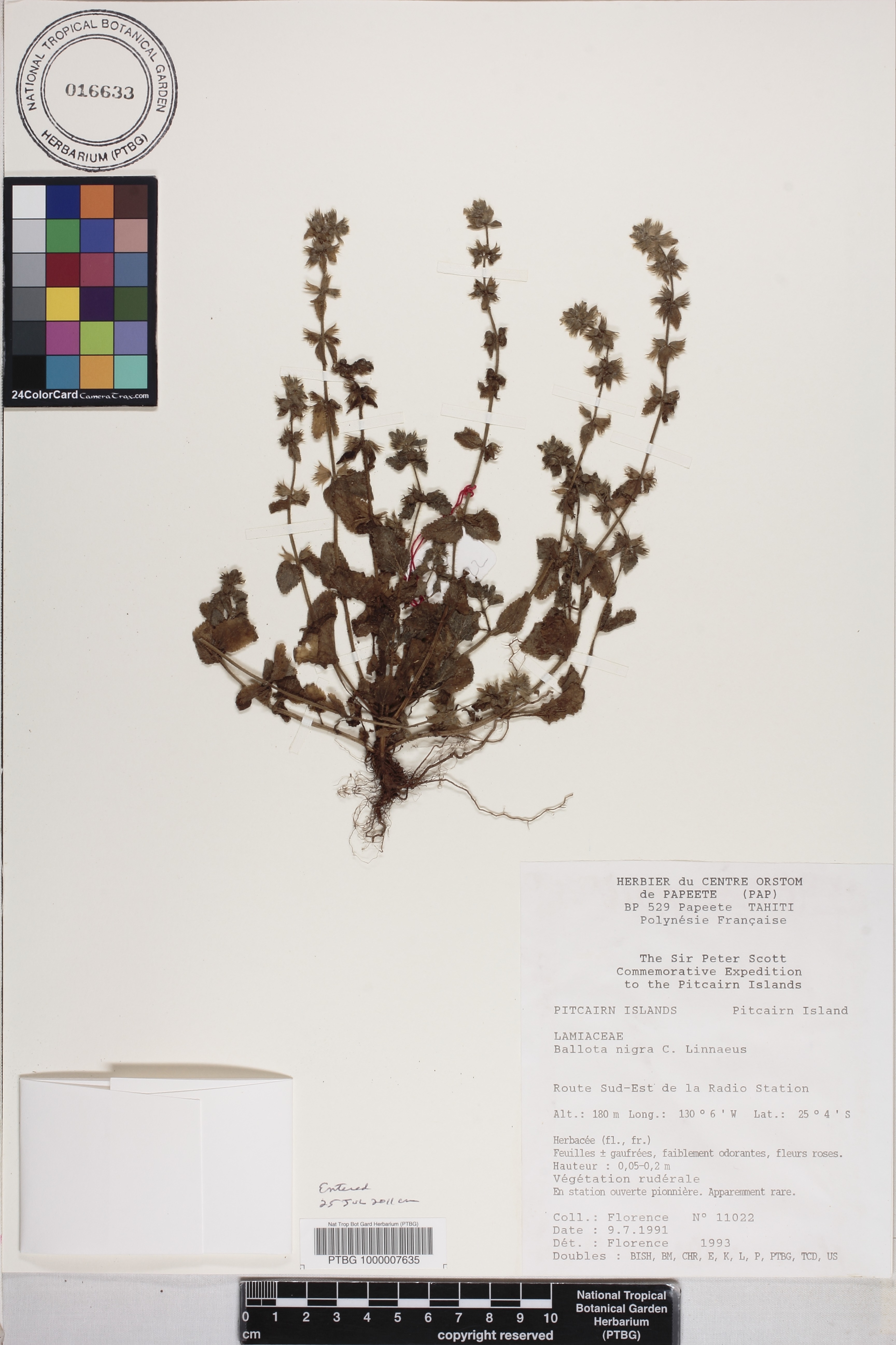 Ballota nigra image
