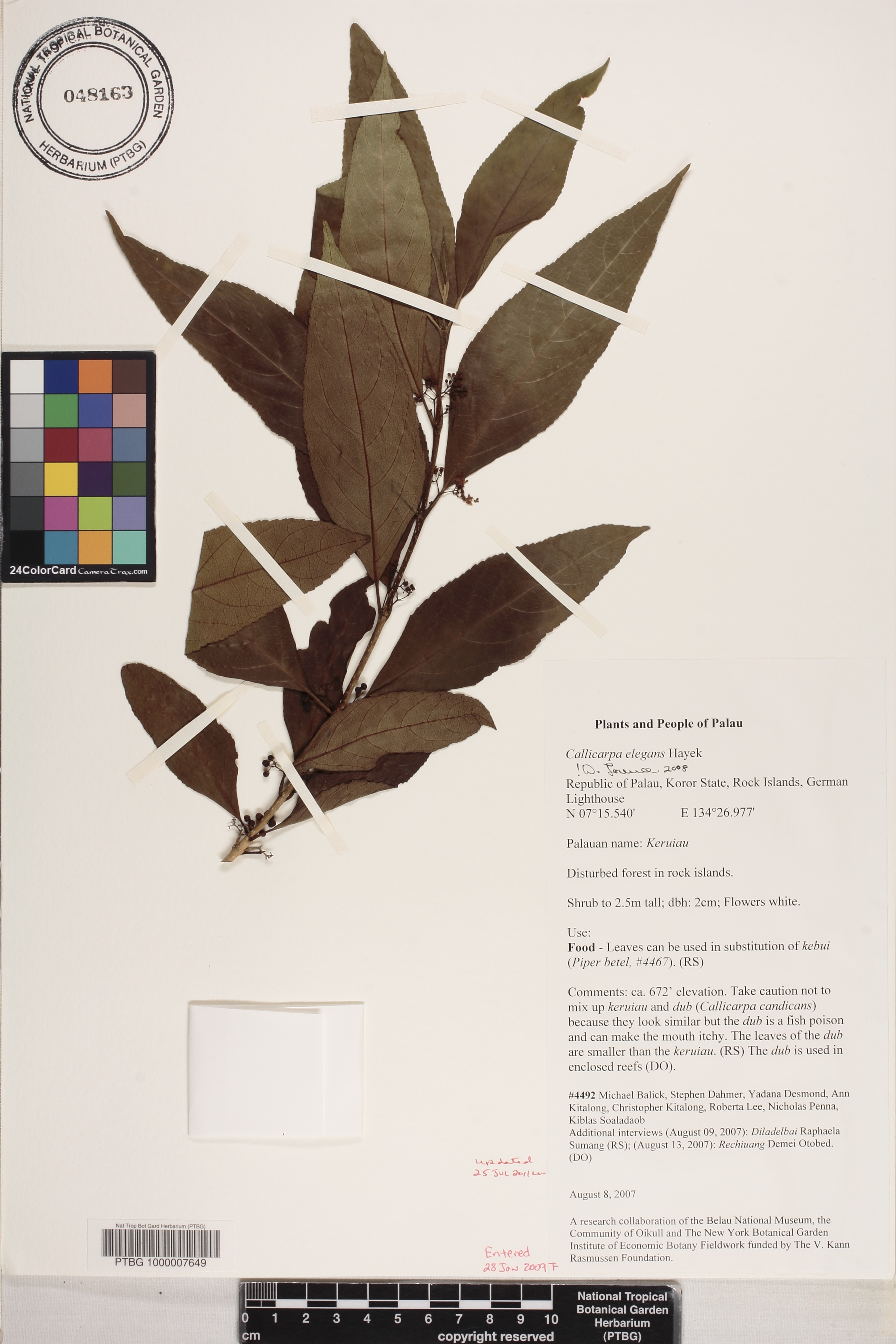 Callicarpa elegans image