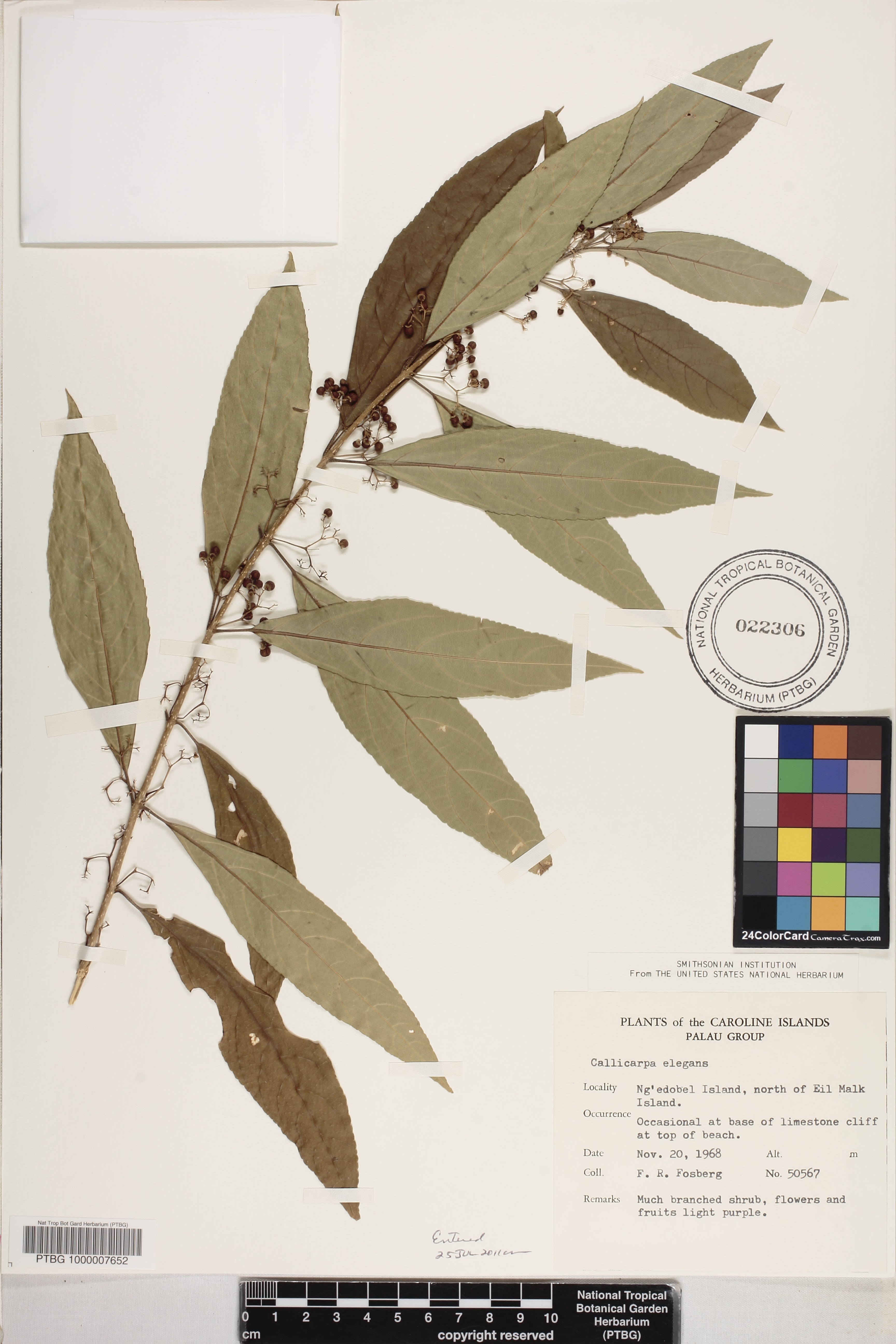 Callicarpa image