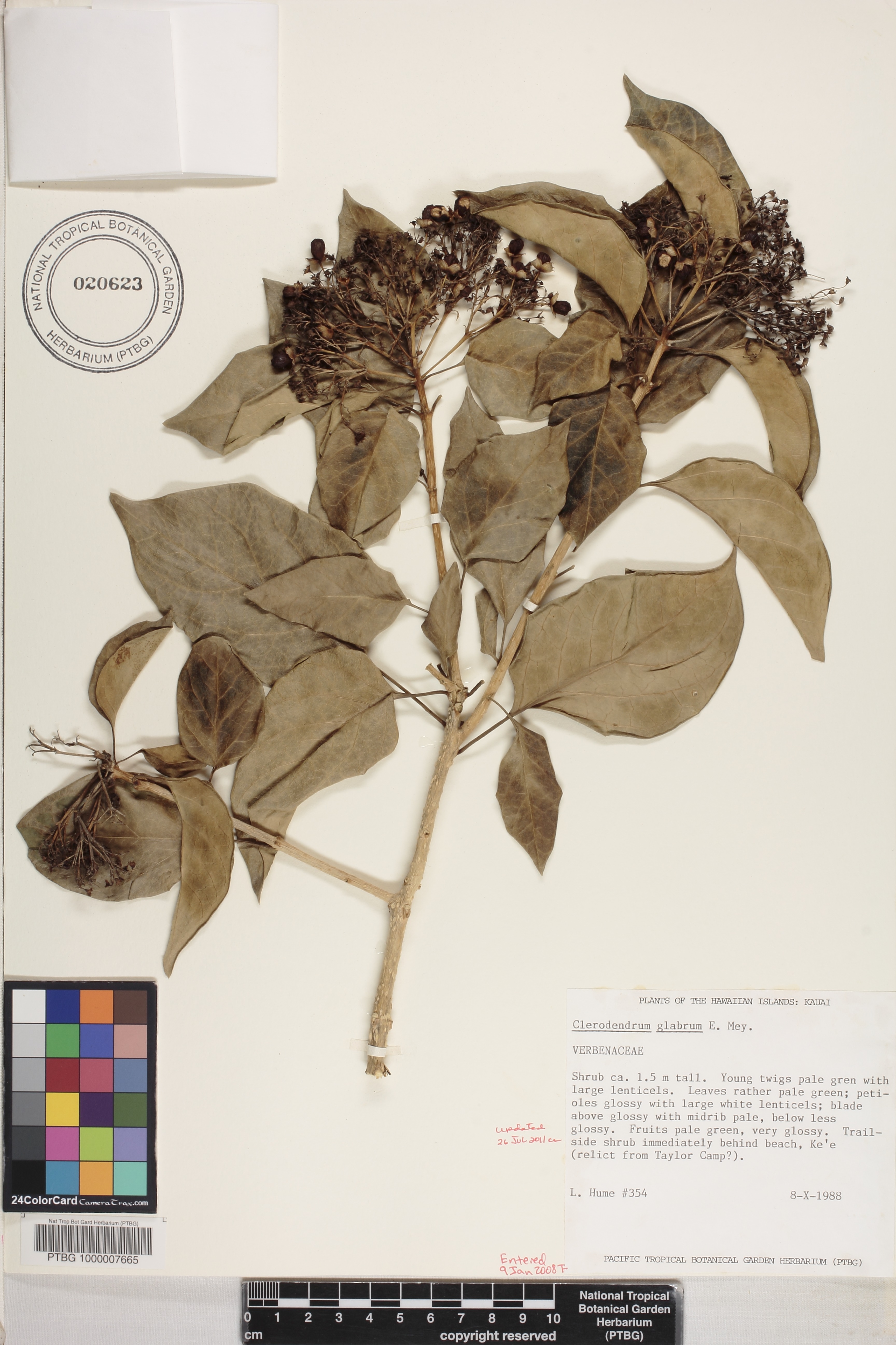 Clerodendrum glabrum image