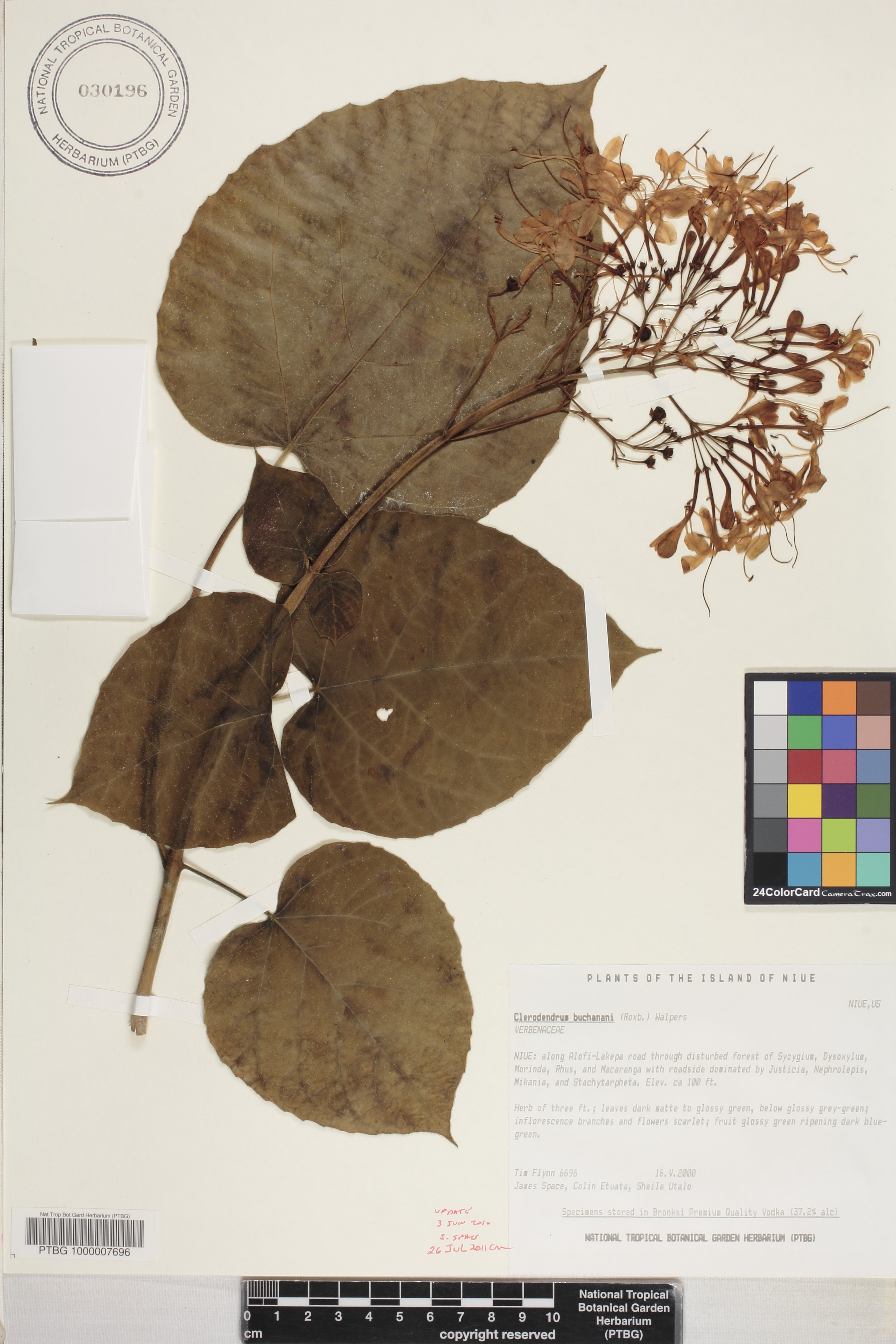 Clerodendrum speciosissimum image