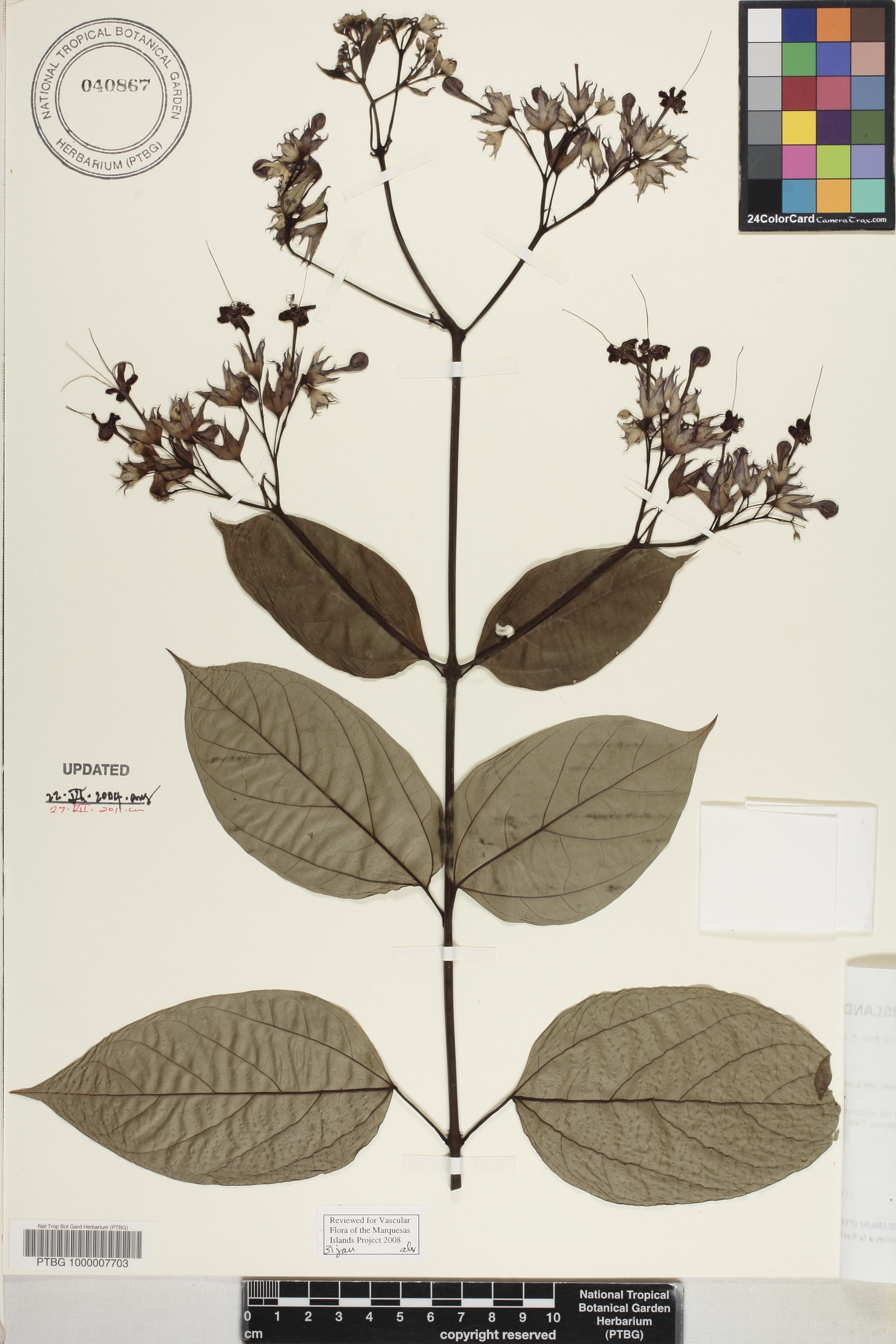 Clerodendrum thomsoniae image