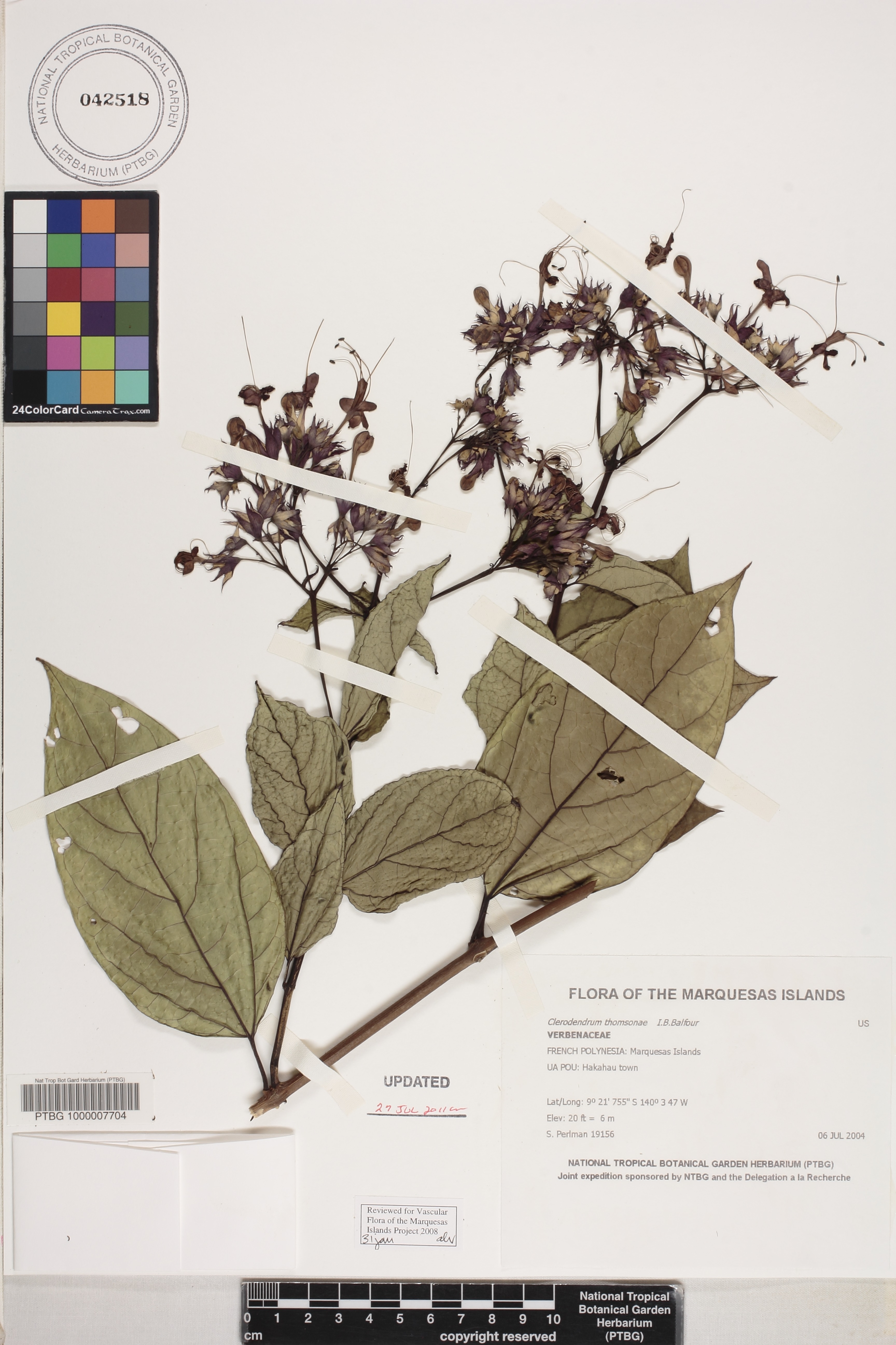Clerodendrum thomsoniae image