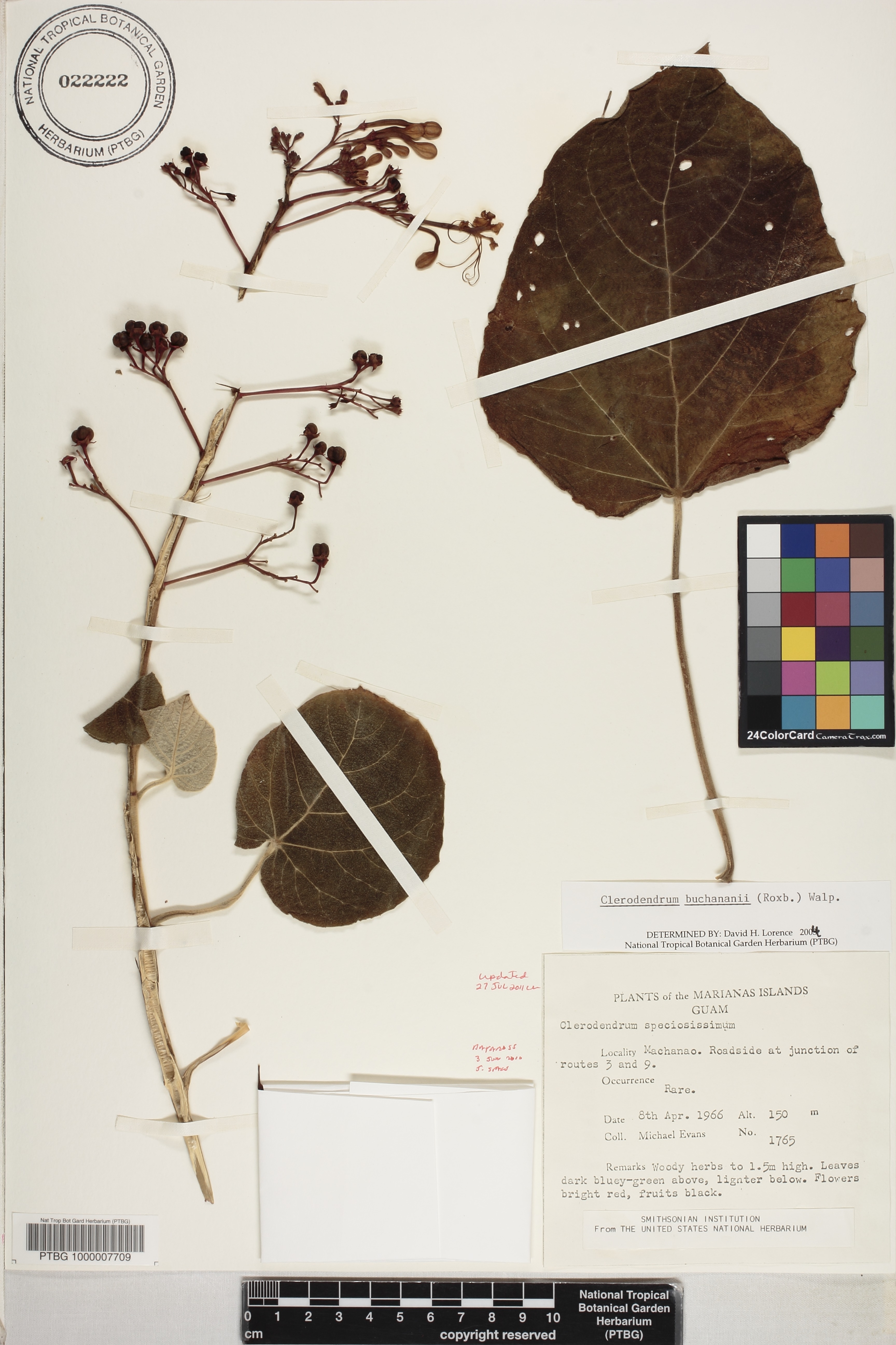 Clerodendrum buchananii image