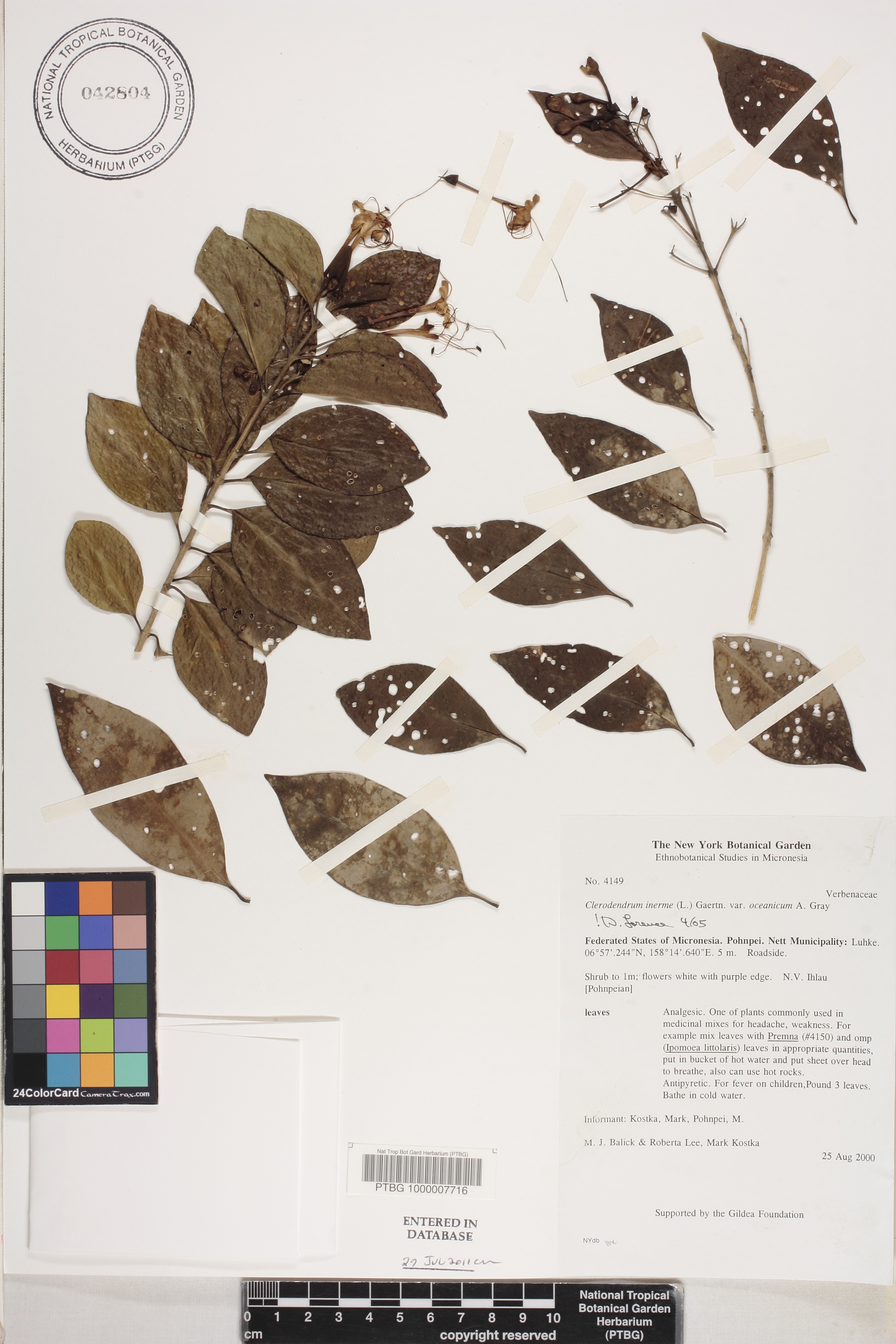 Volkameria inermis image