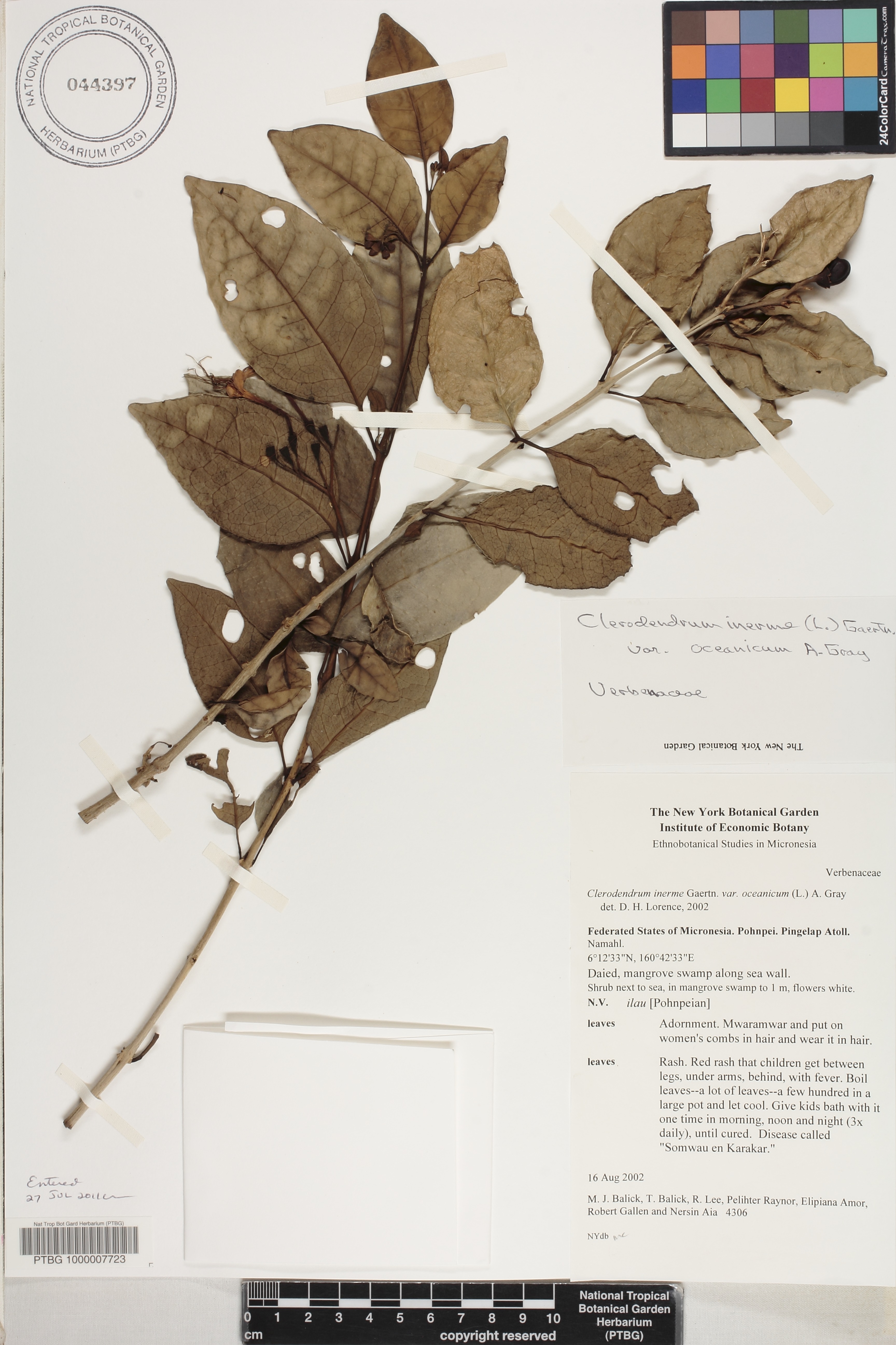 Clerodendrum image