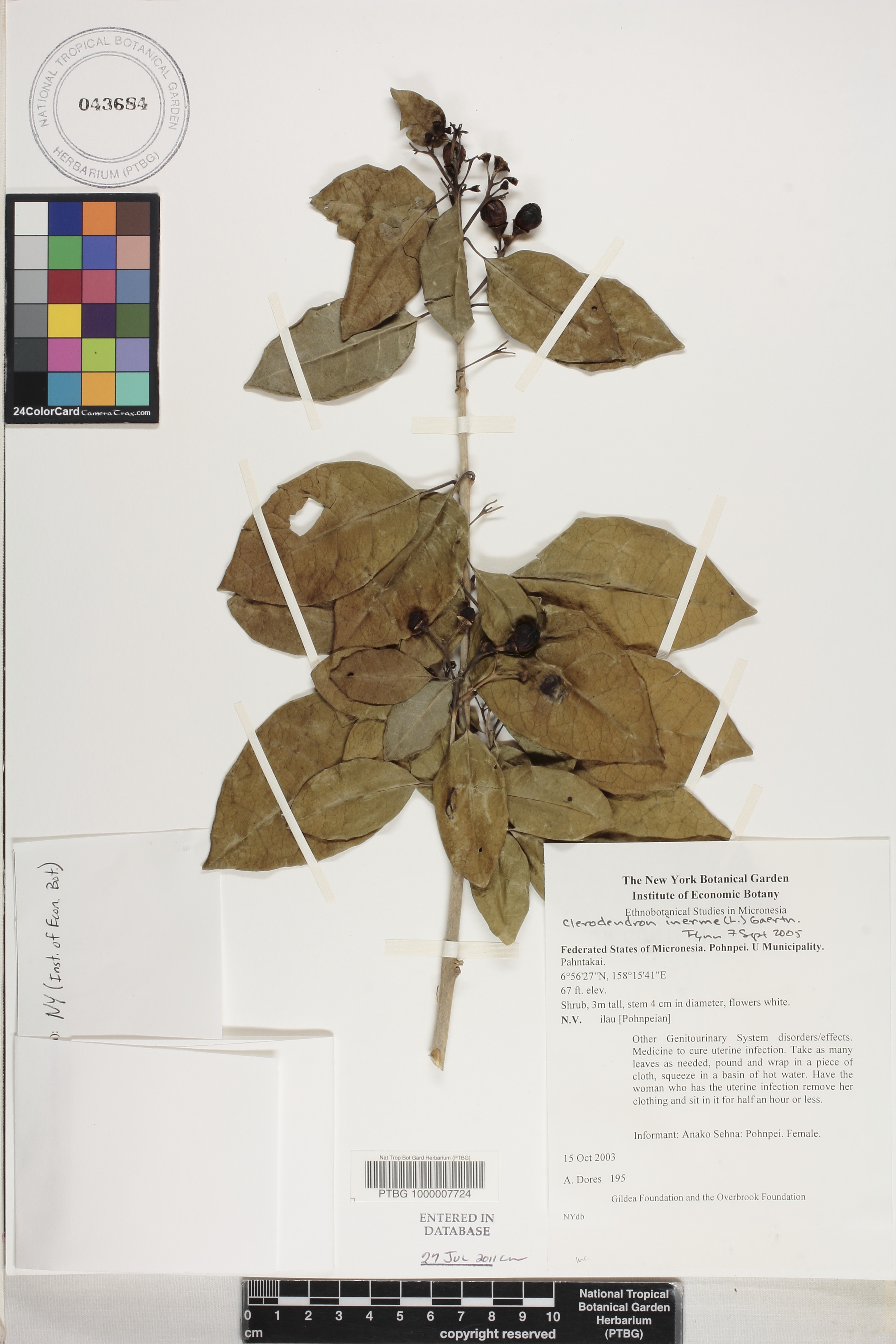 Clerodendrum image