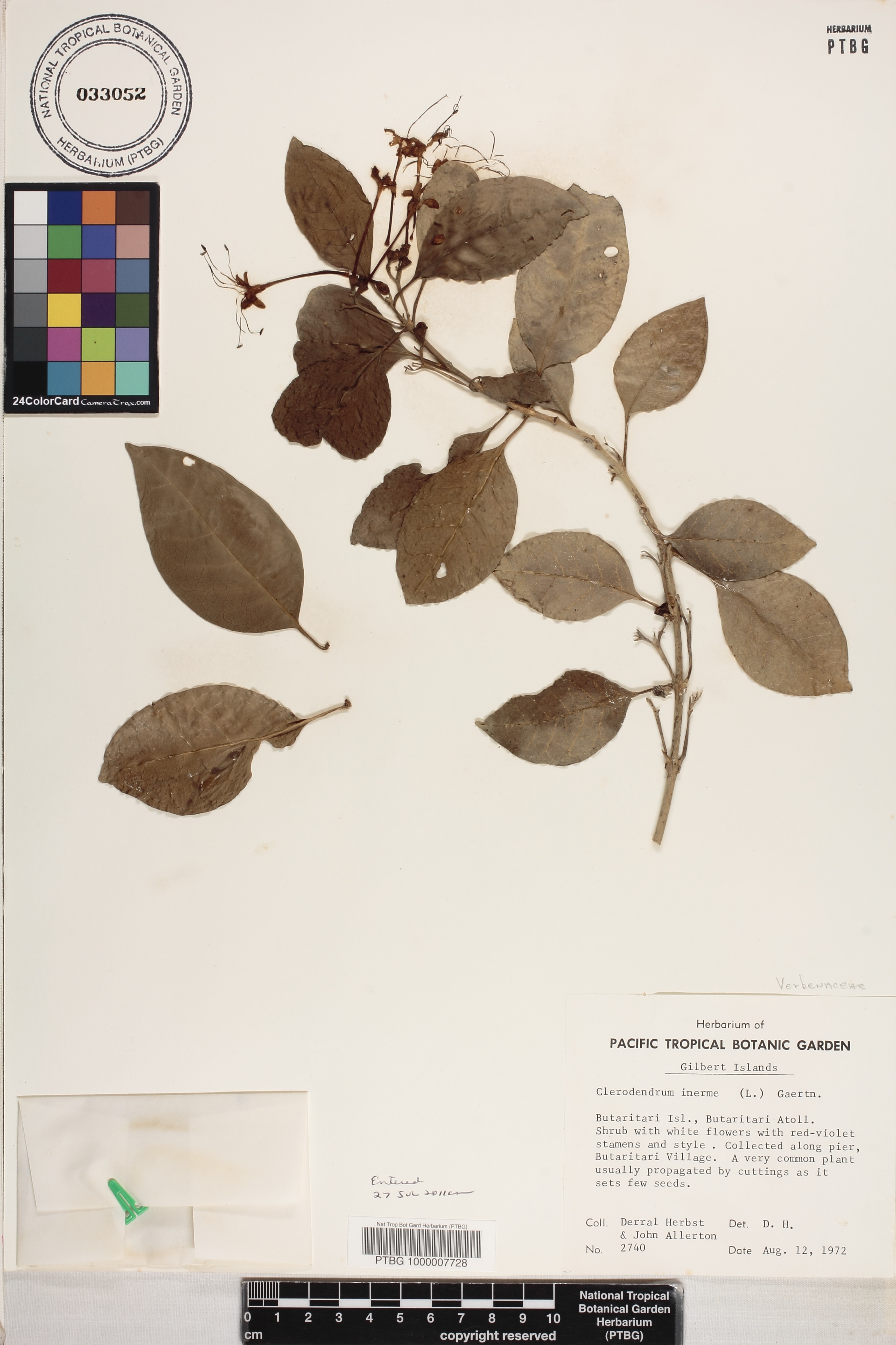 Volkameria inermis image