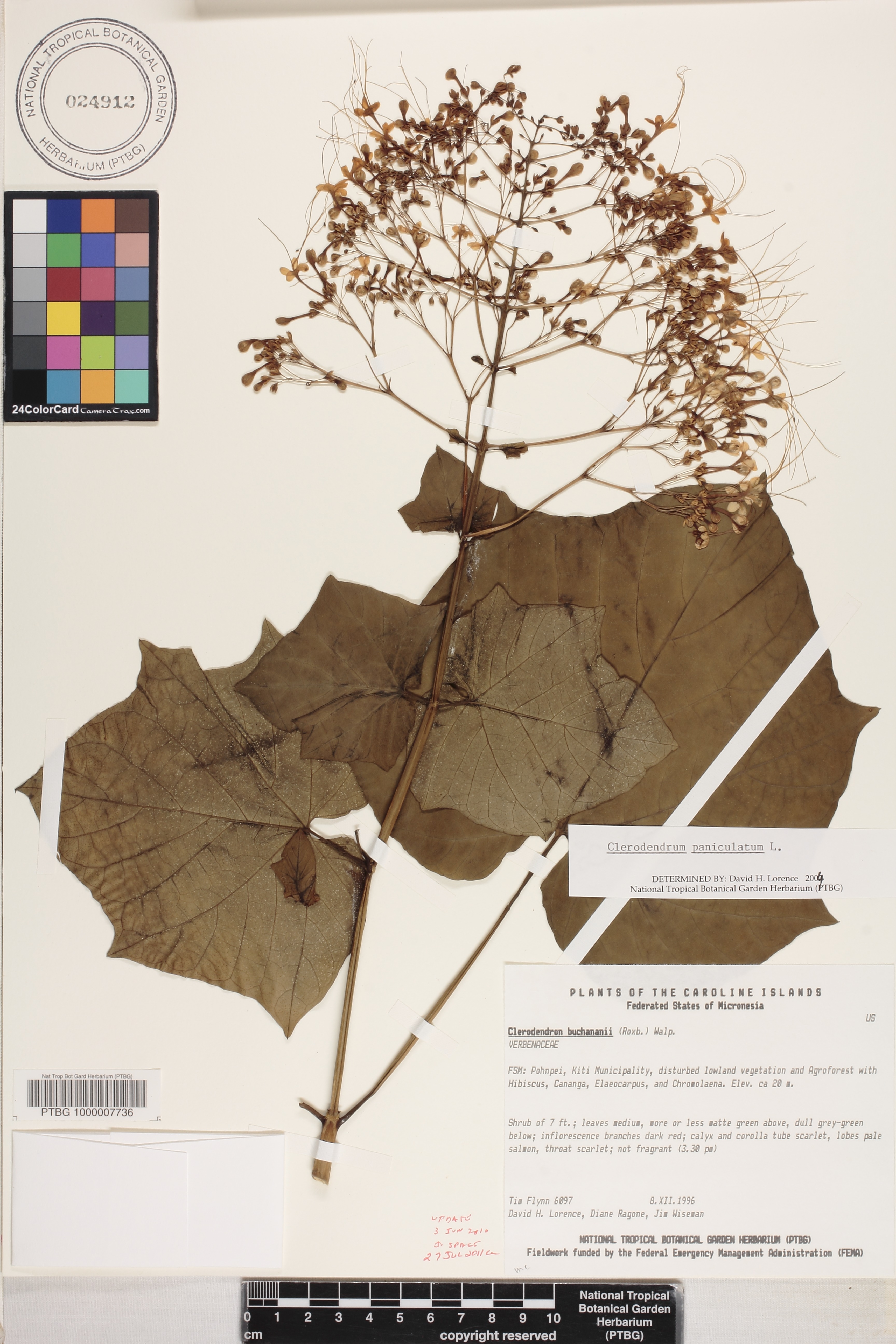 Clerodendrum image