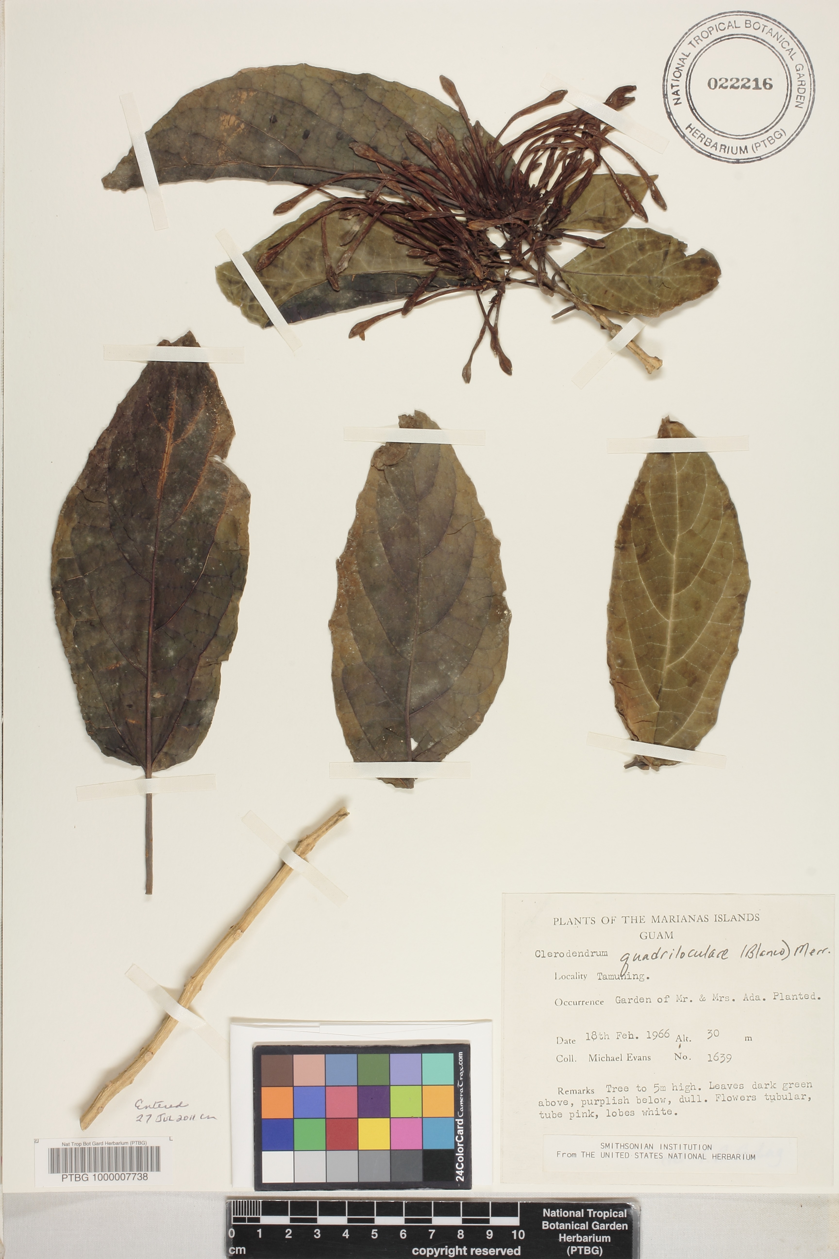 Clerodendrum quadriloculare image