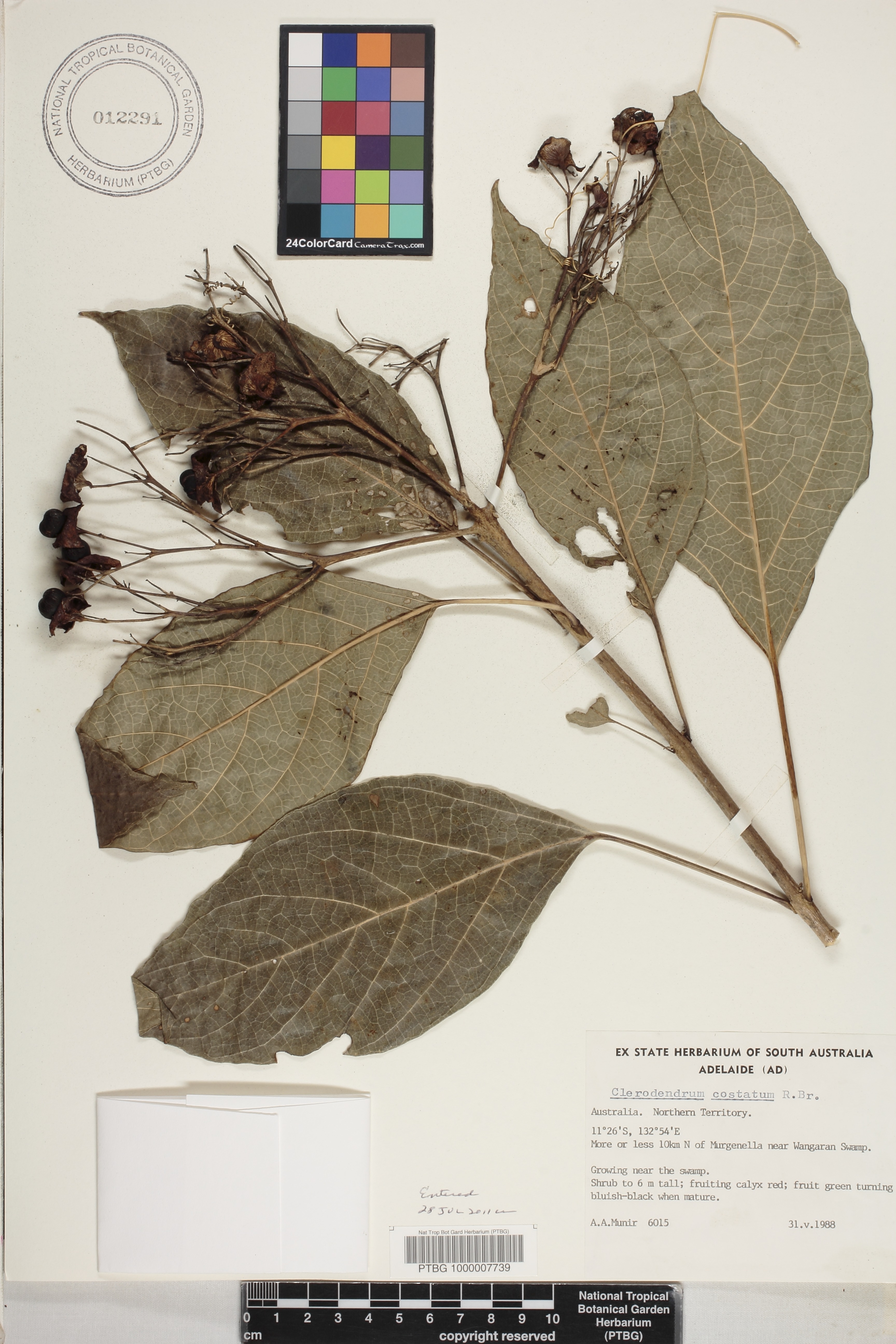 Clerodendrum costatum image