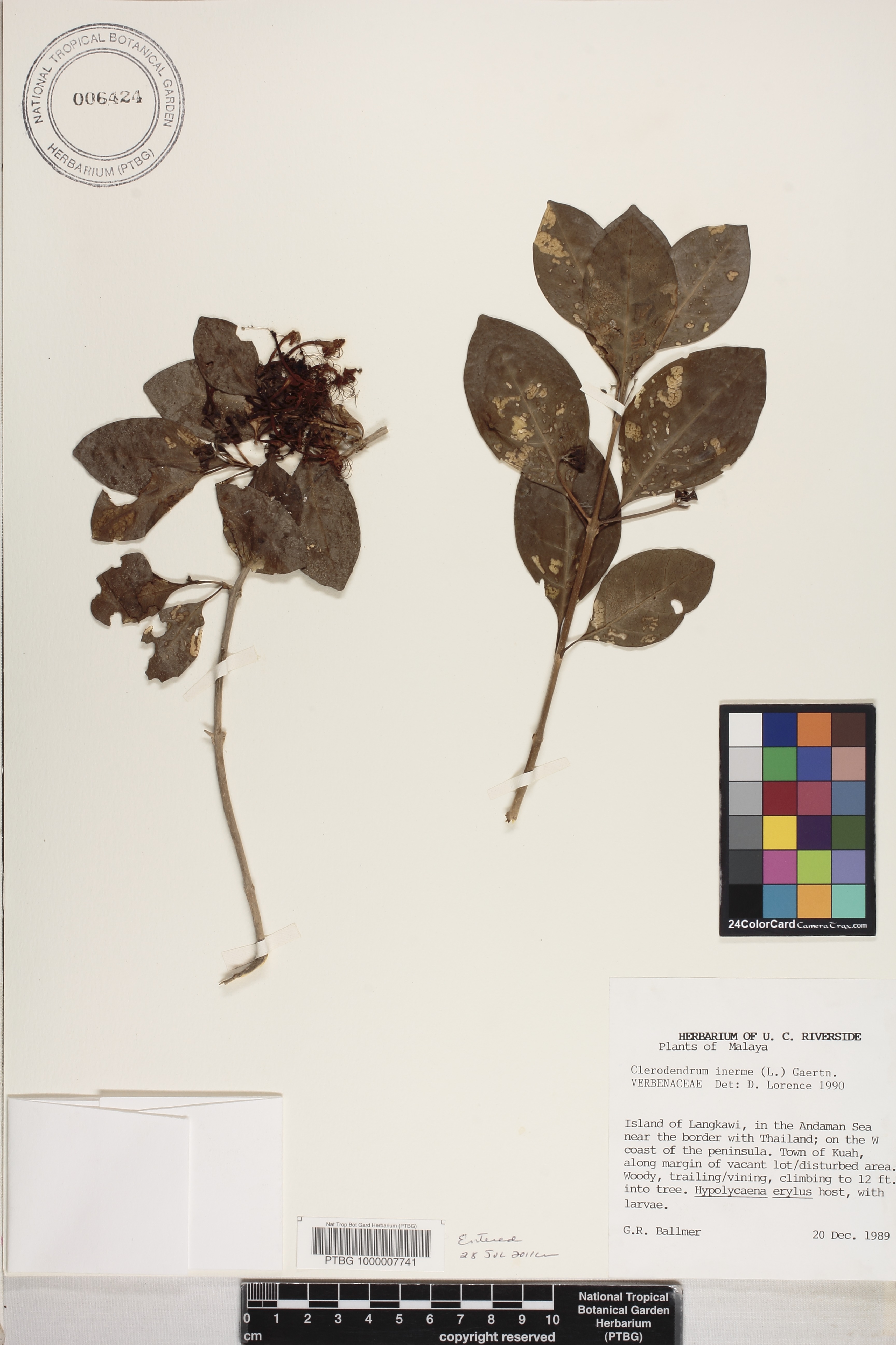Clerodendrum inerme image