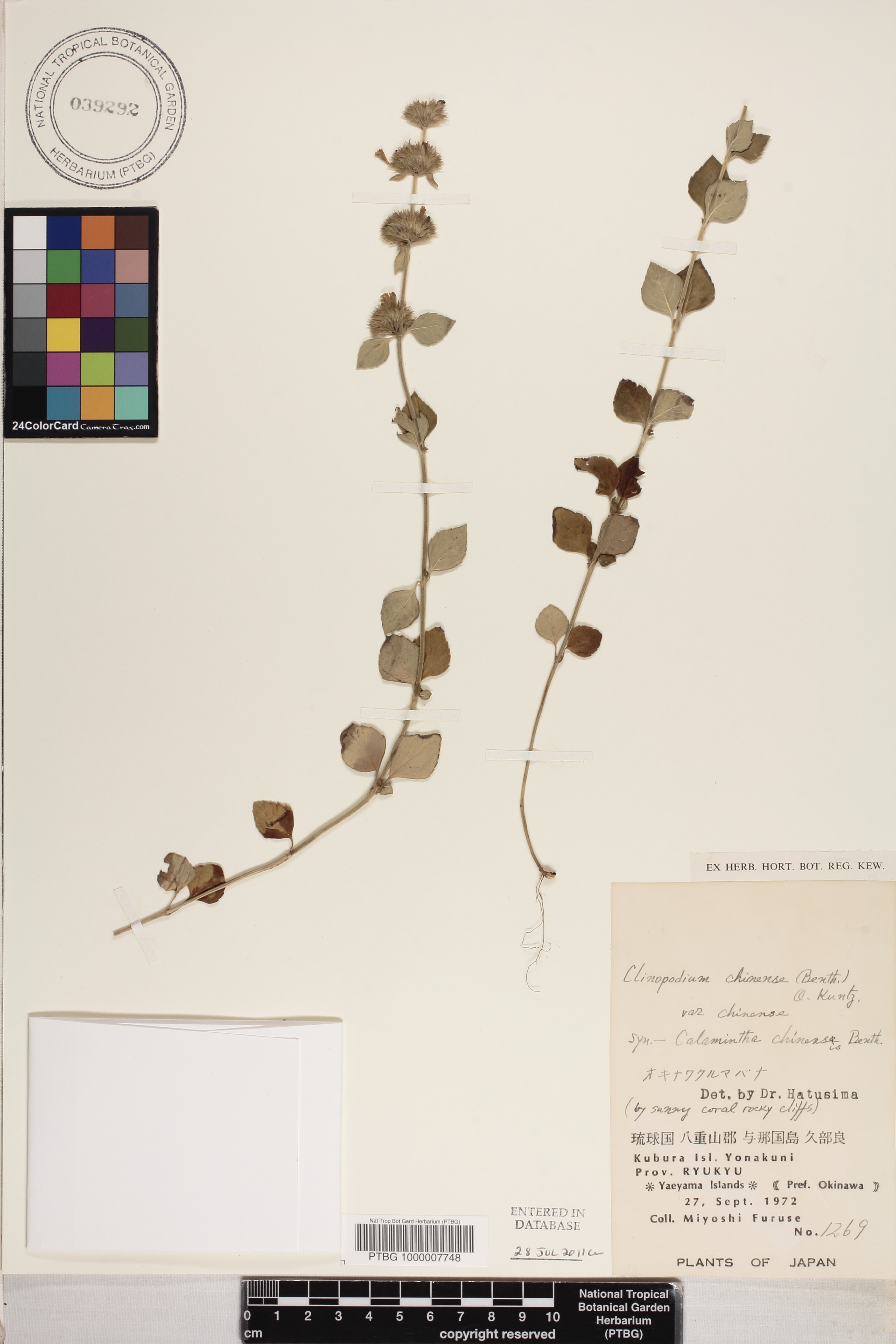 Clinopodium chinense subsp. chinense image
