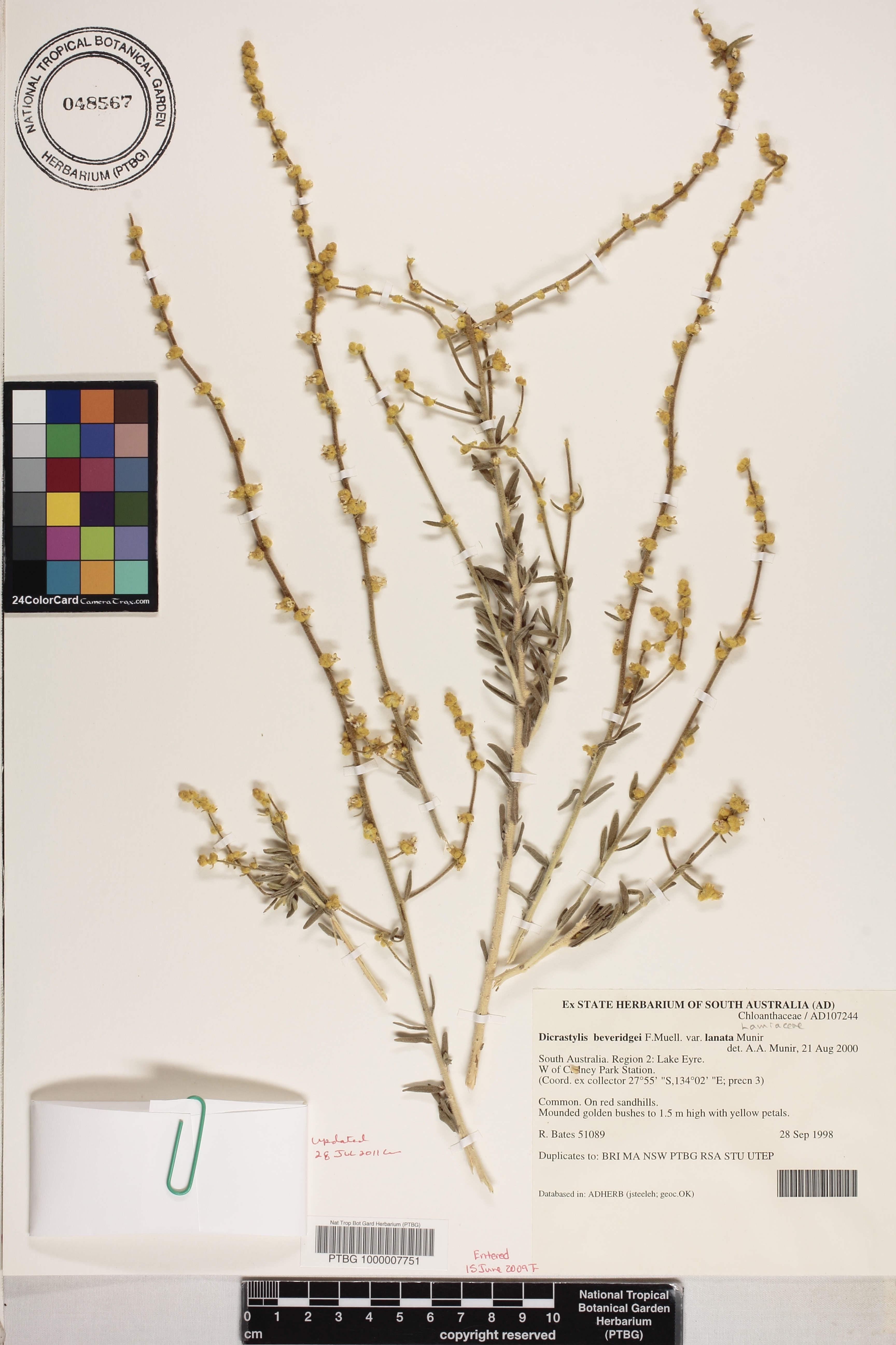 Dicrastylis beveridgei image