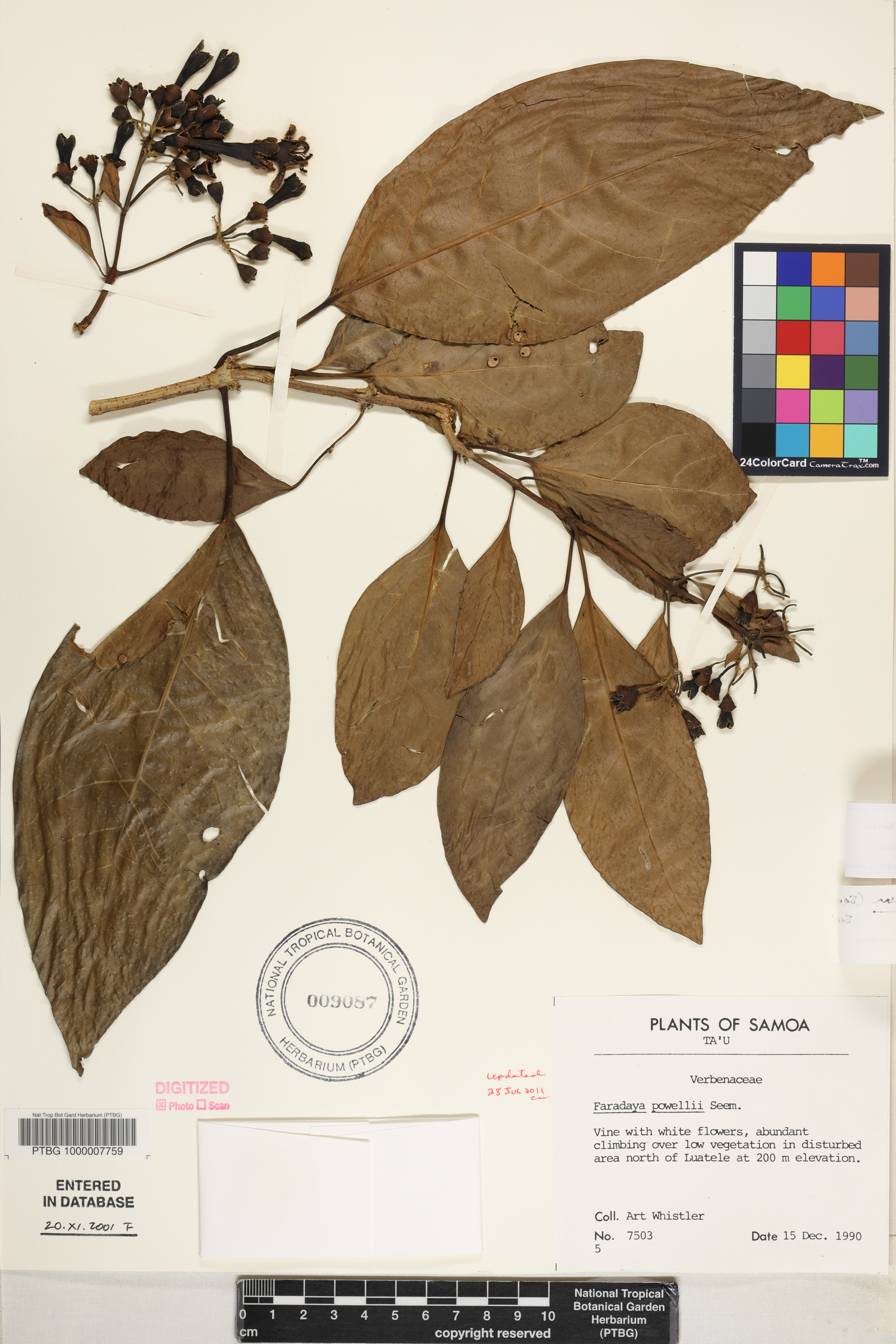 Oxera amicorum image