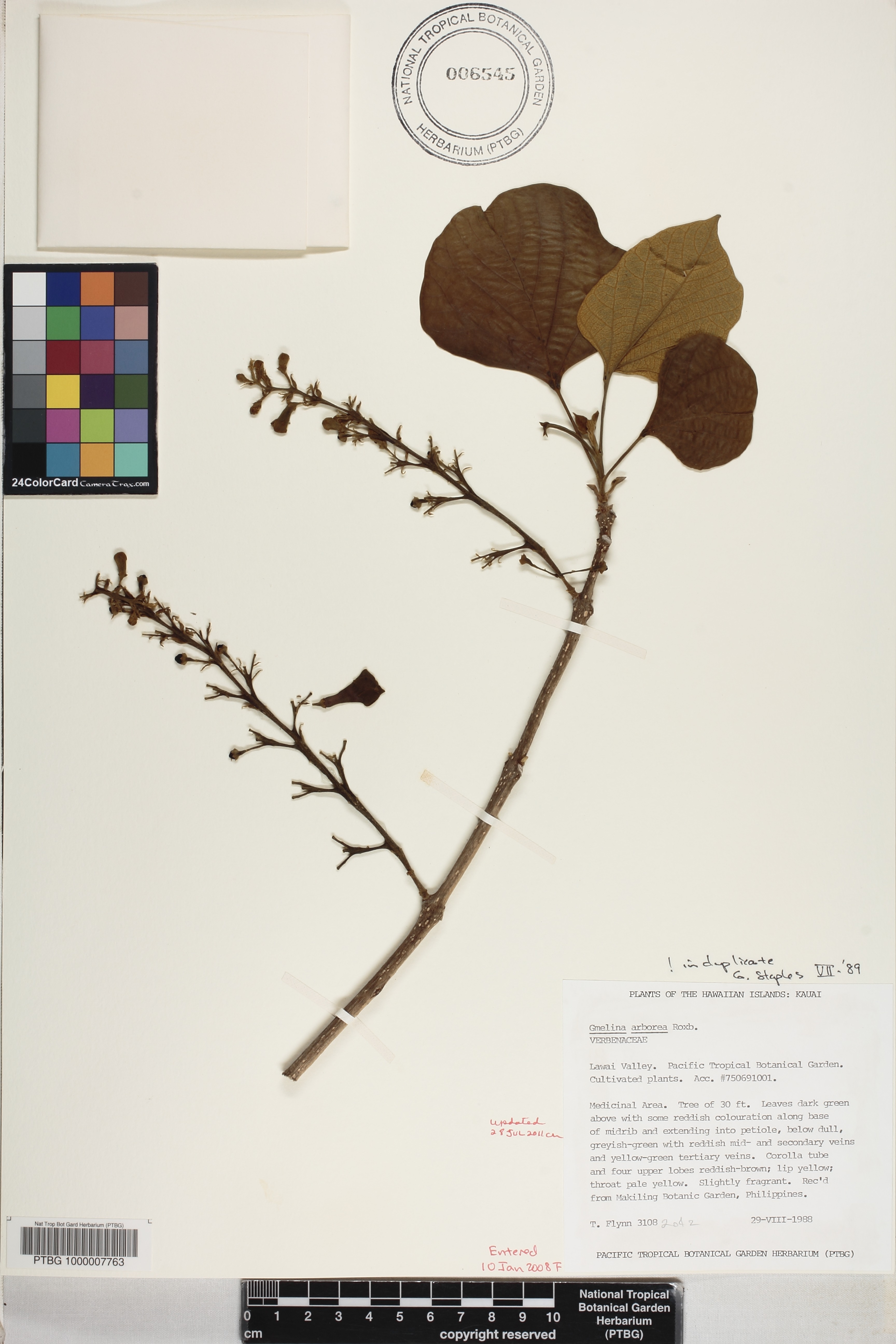 Gmelina arborea image
