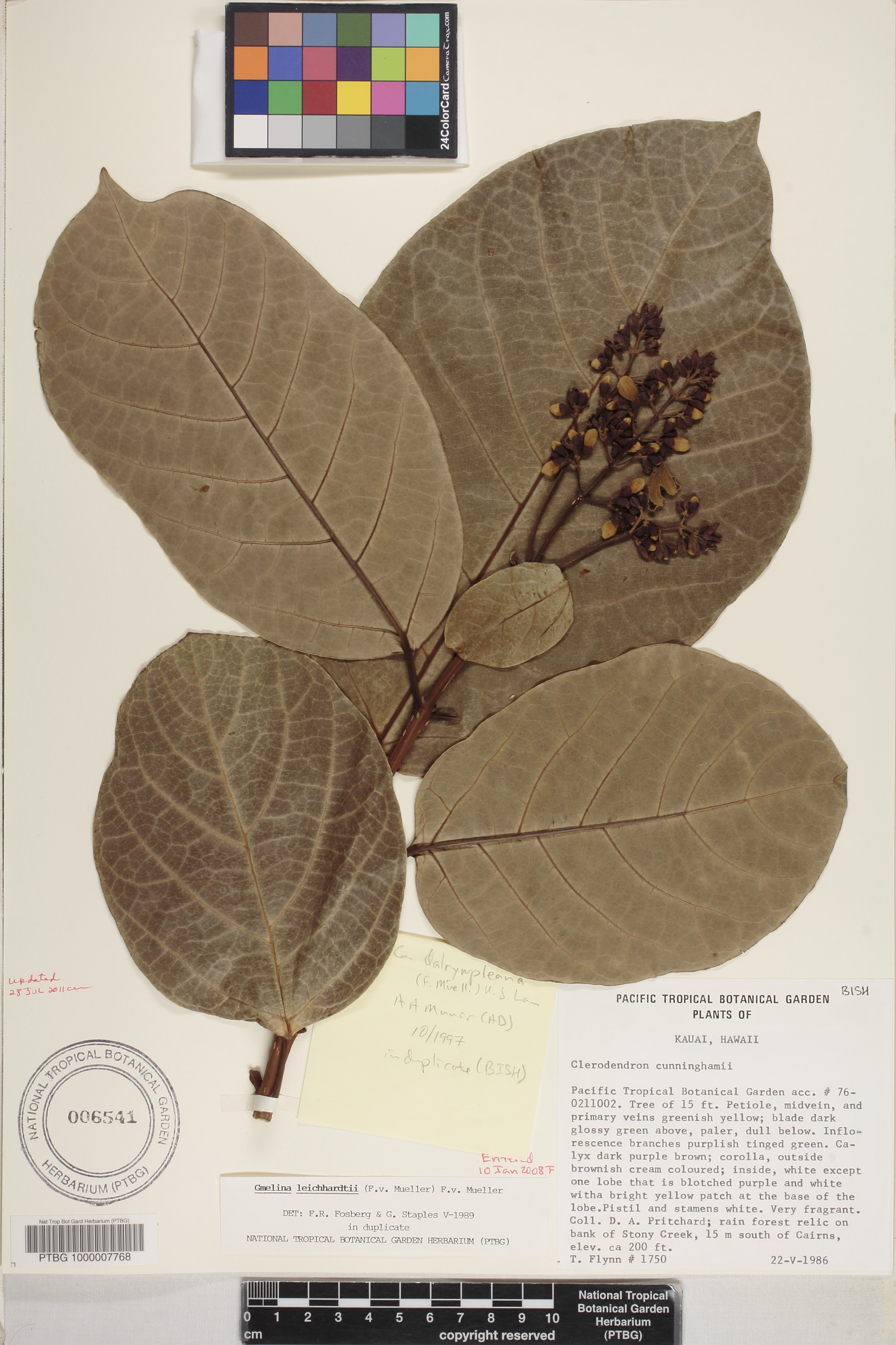Gmelina dalrympleana image