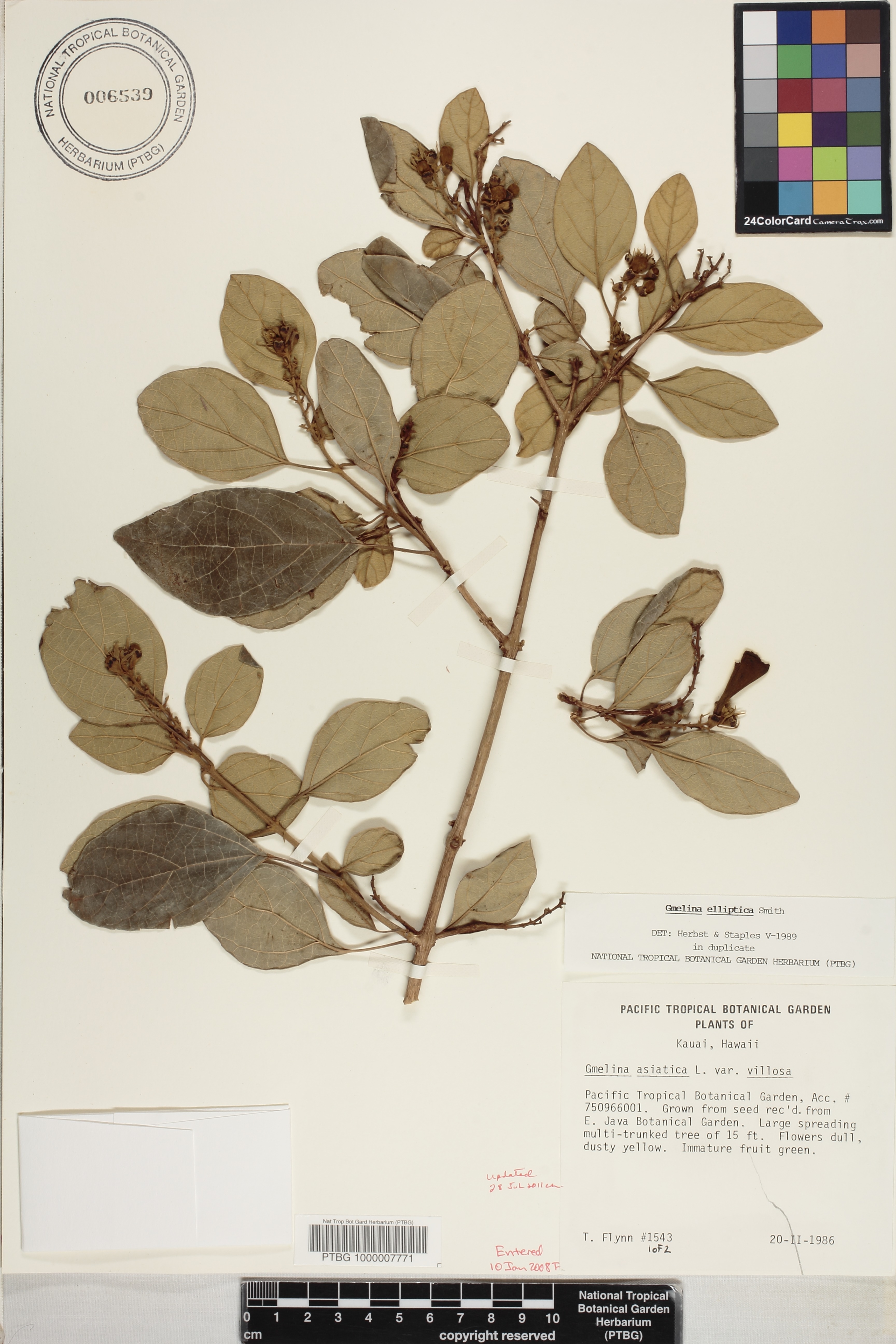 Gmelina elliptica image