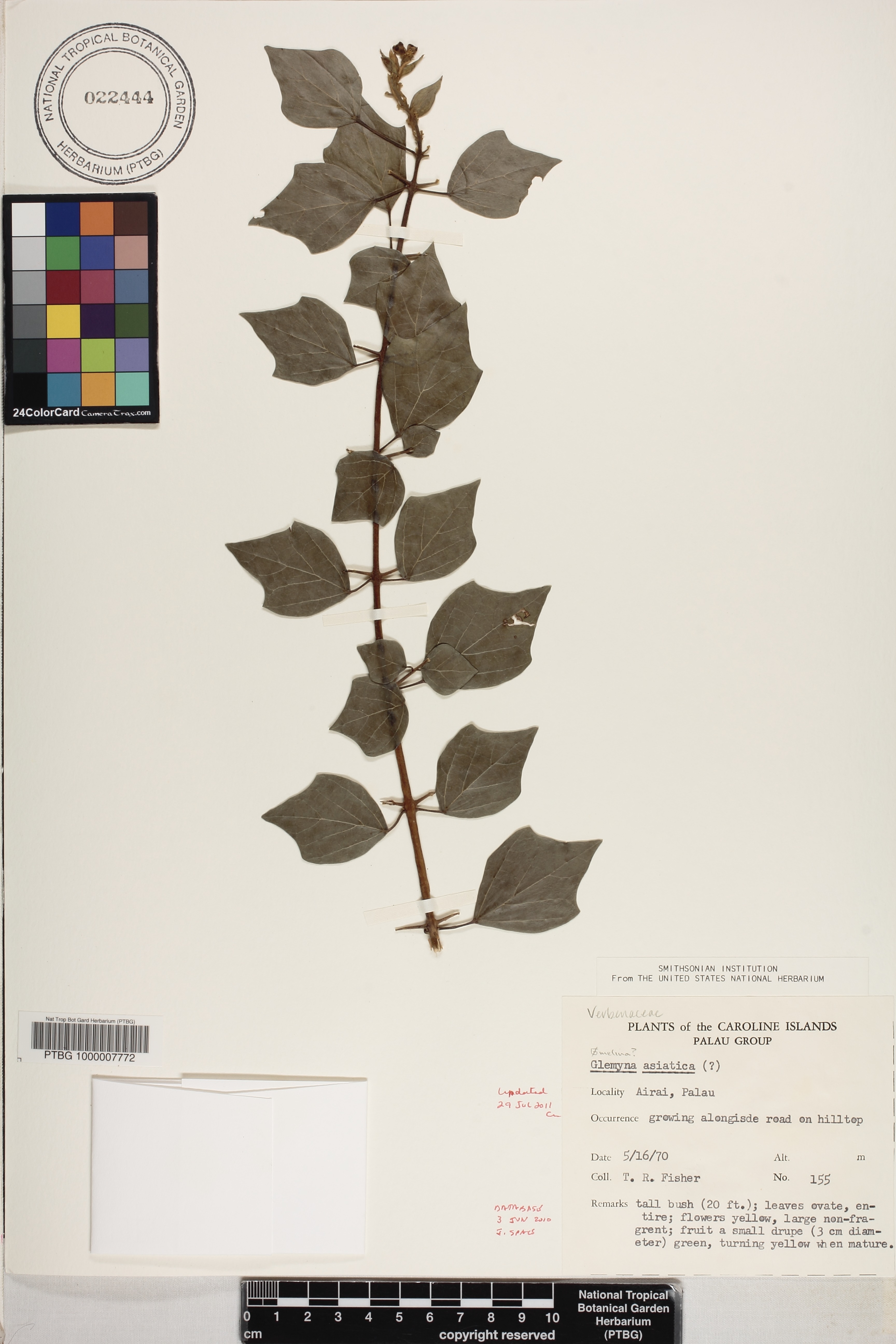 Gmelina asiatica image