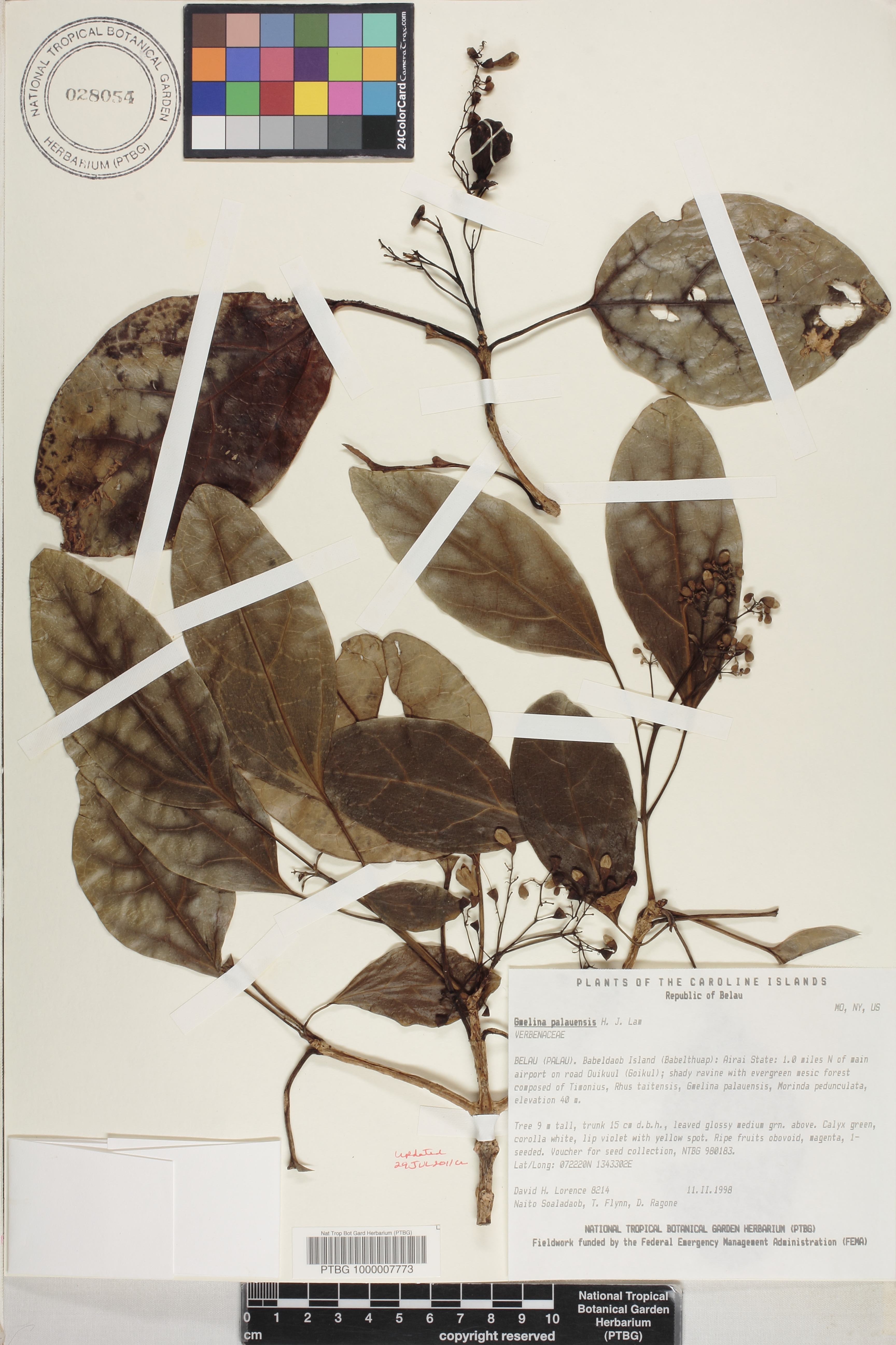 Gmelina image