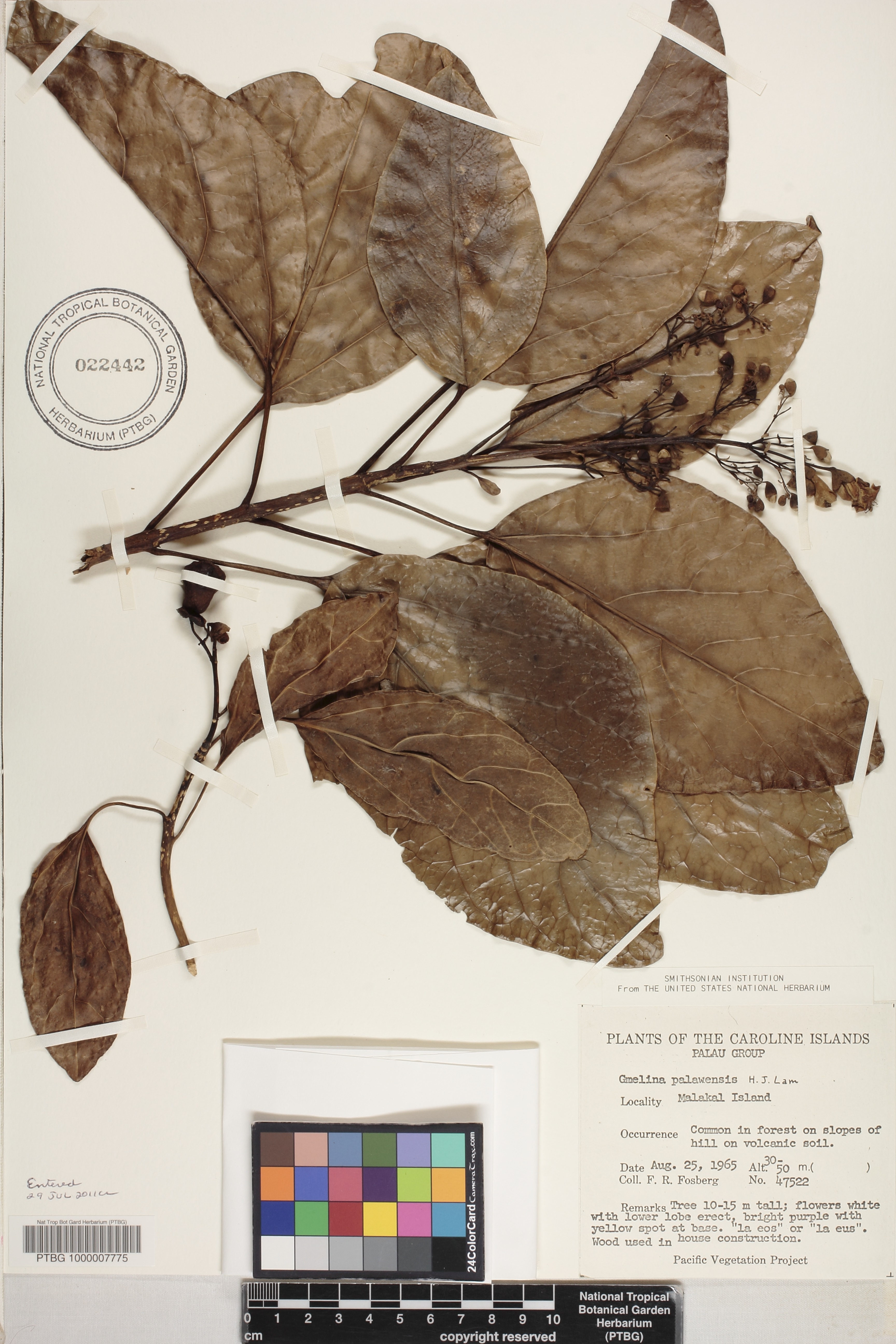 Gmelina palawensis image