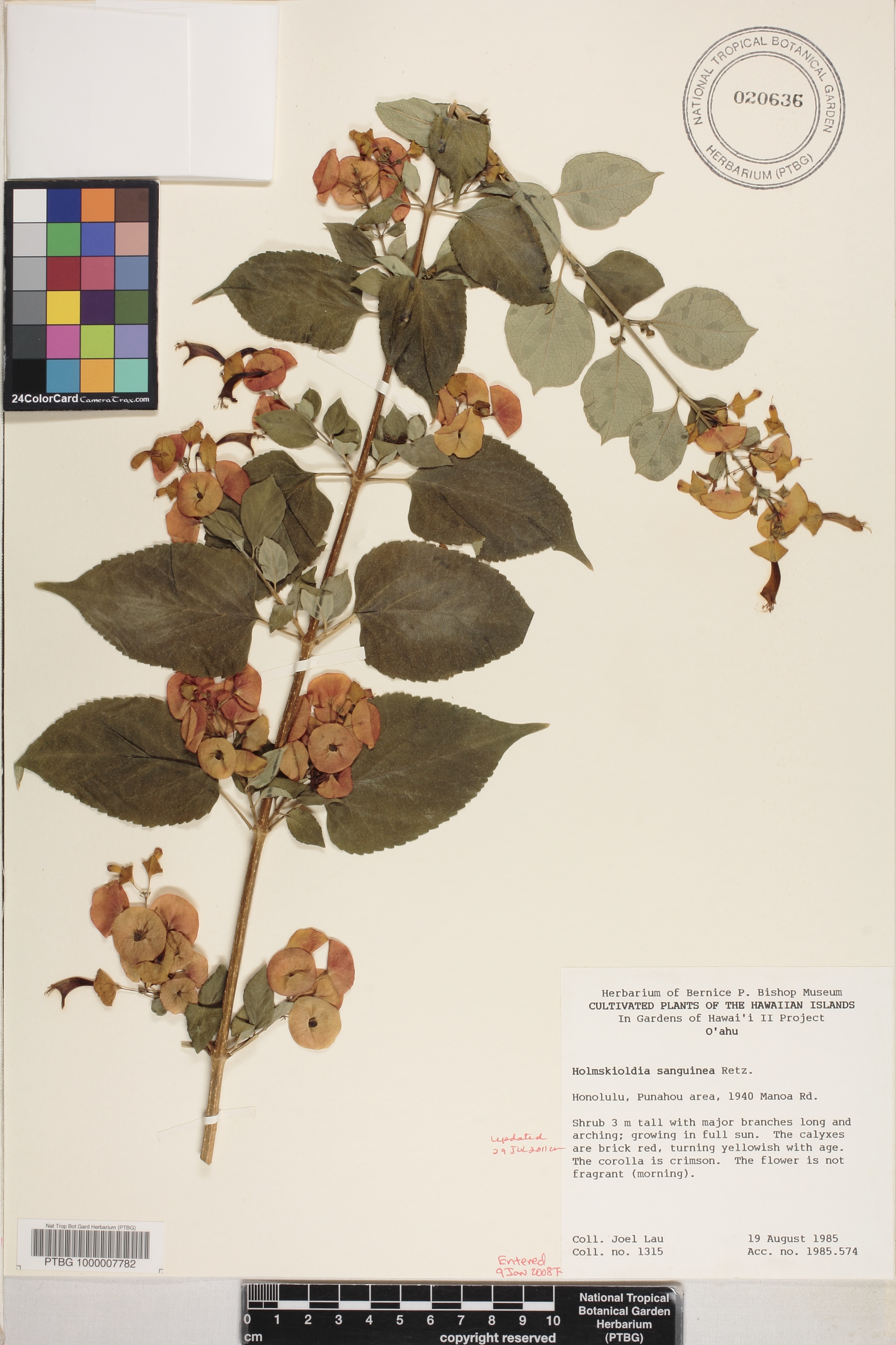 Holmskioldia sanguinea image