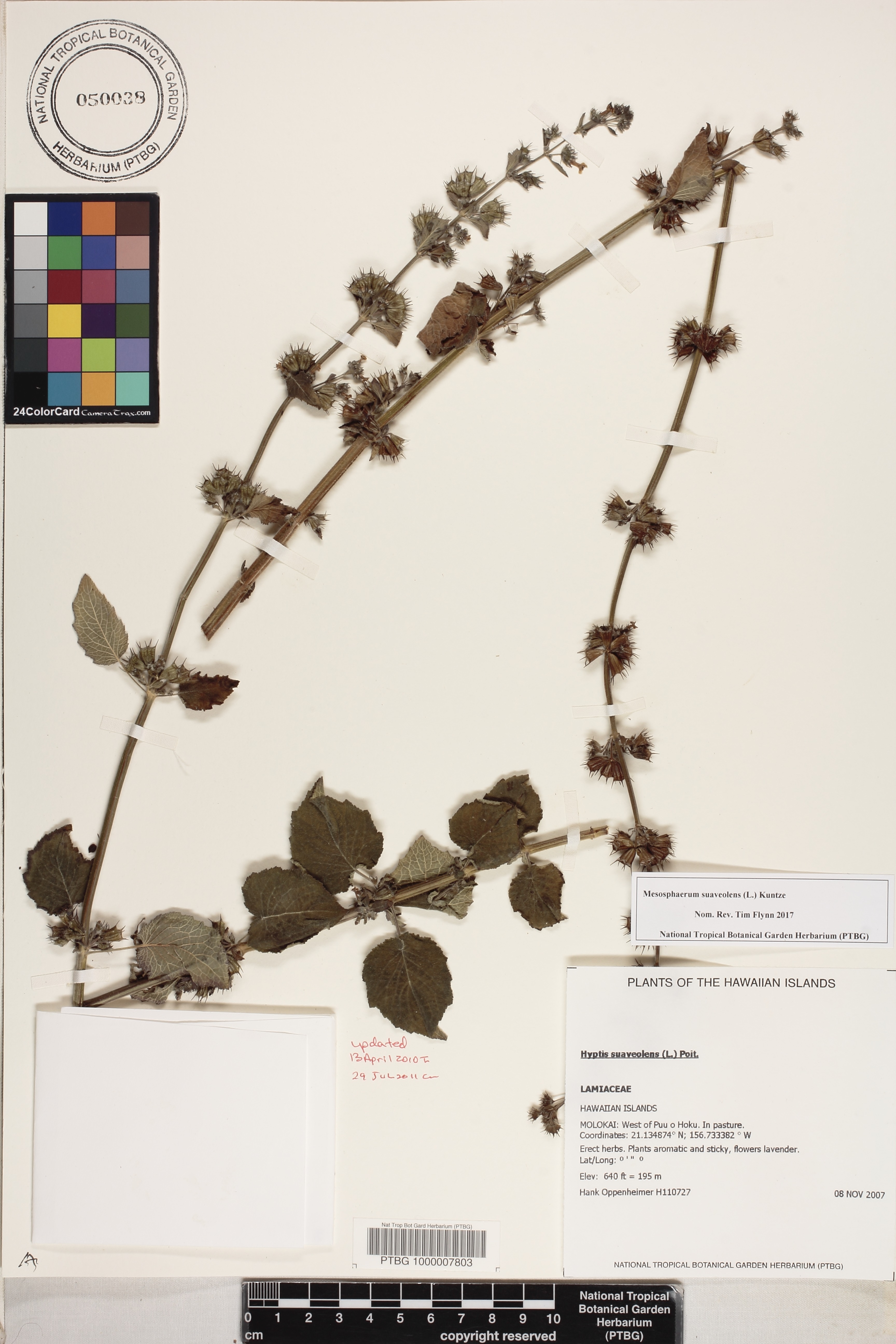 Hyptis suaveolens image