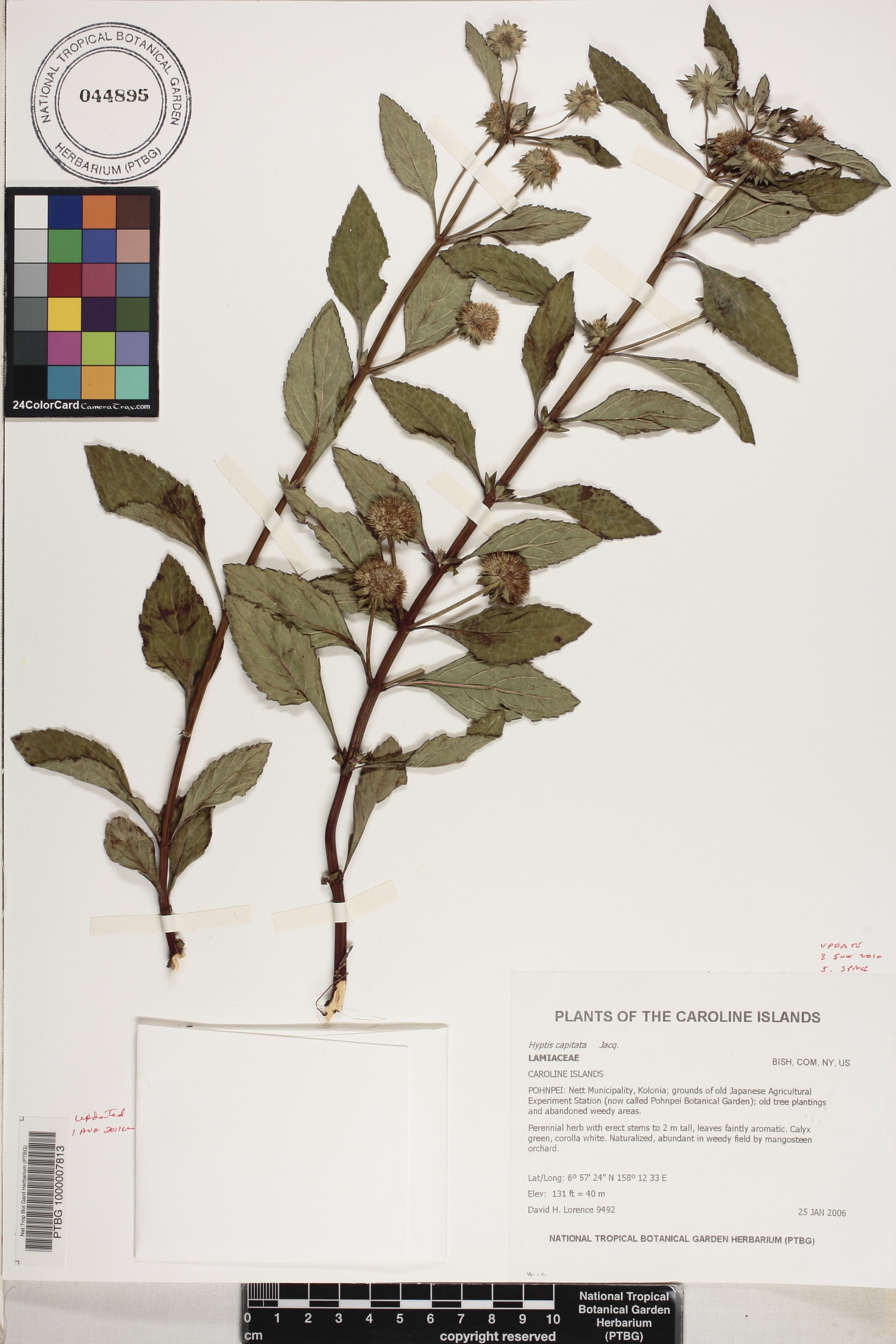Hyptis capitata image